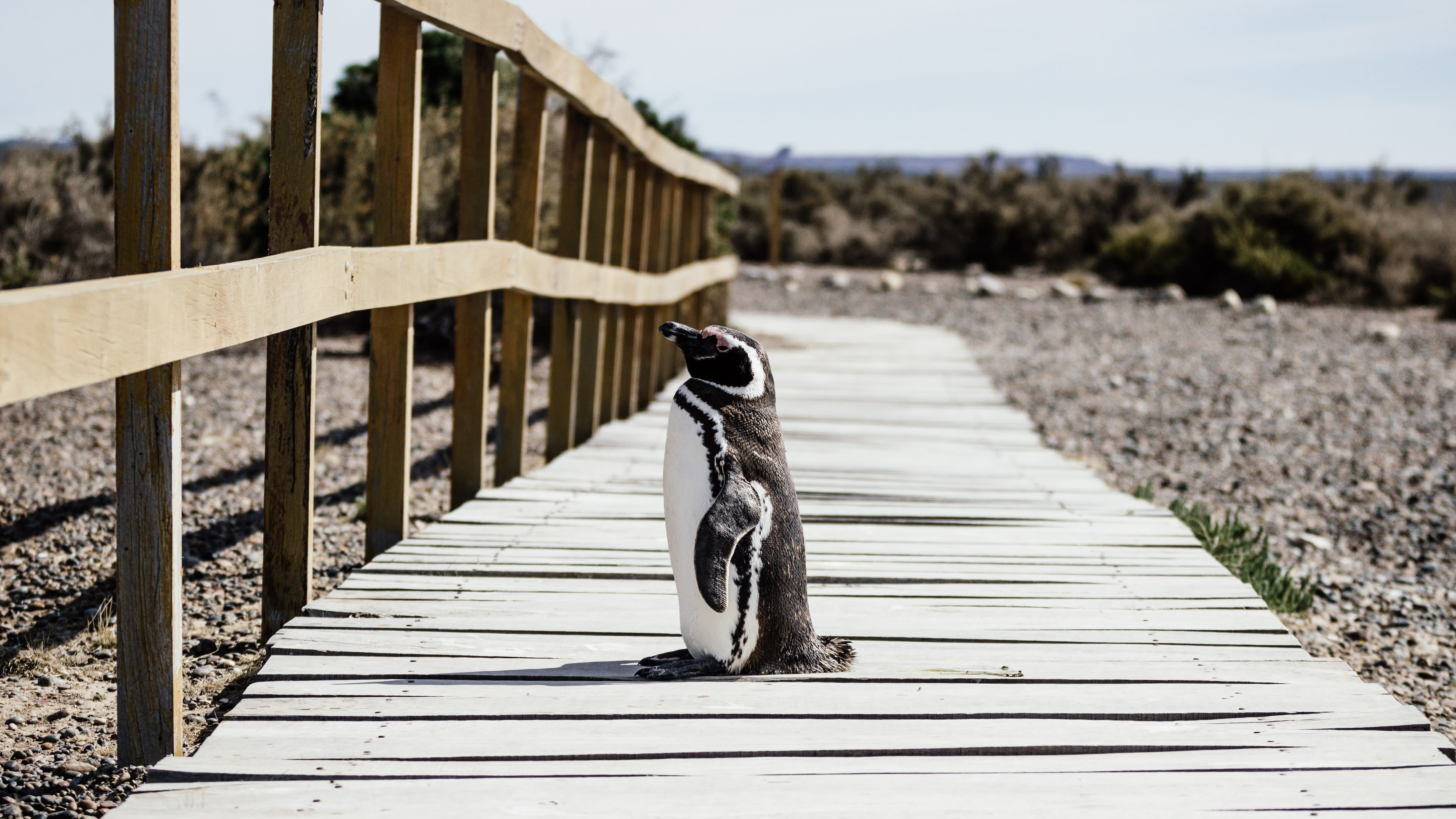 wing, near, vertebrate, brown, green, wooden walkway, ground, bird, footpath, nail head, no people, path, wooden, wood - material, animal, outdoors, wooden railing, HD Wallpaper