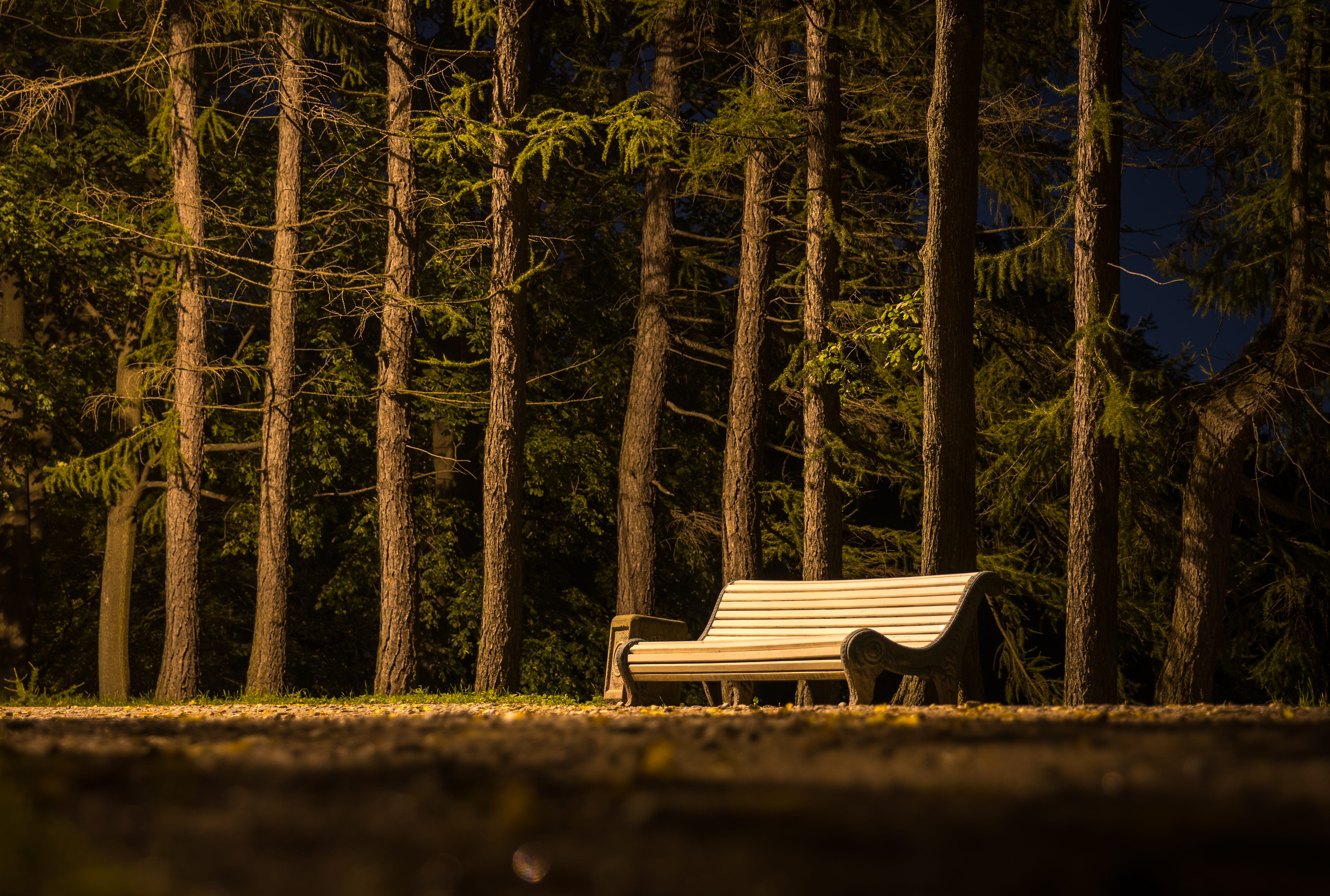 night, bench, 4K, conifer, growth, grass, wooden bench, green color, brown, no people, near, seat, landscape, slatted, wooden, plant, park bench, park, HD Wallpaper