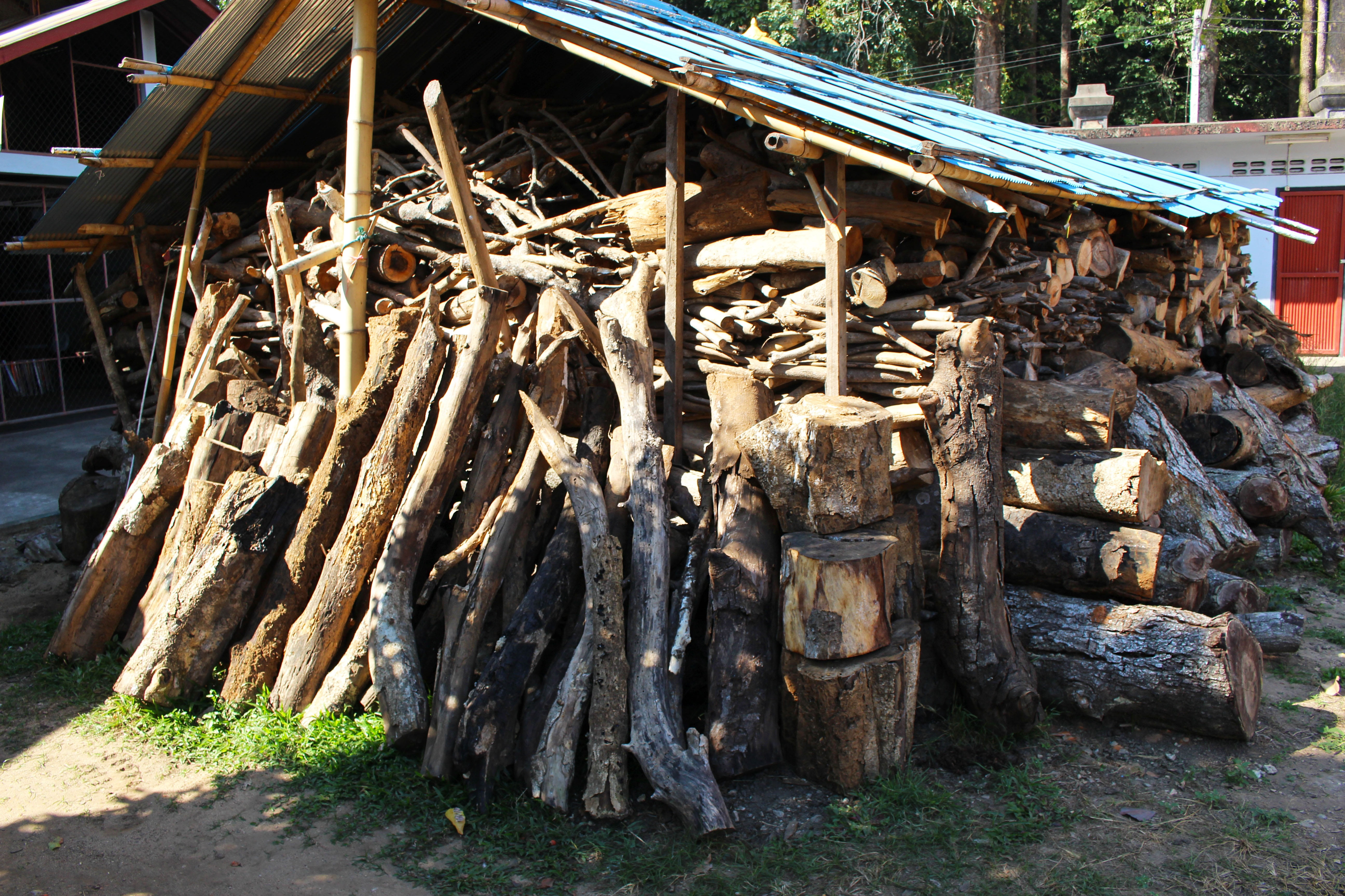 trunk, autumn, seafood, natural, outdoor, wooden, lumber, resource, outdoors, lumber industry, many, material, nature, large group of objects, wood shed, HD Wallpaper