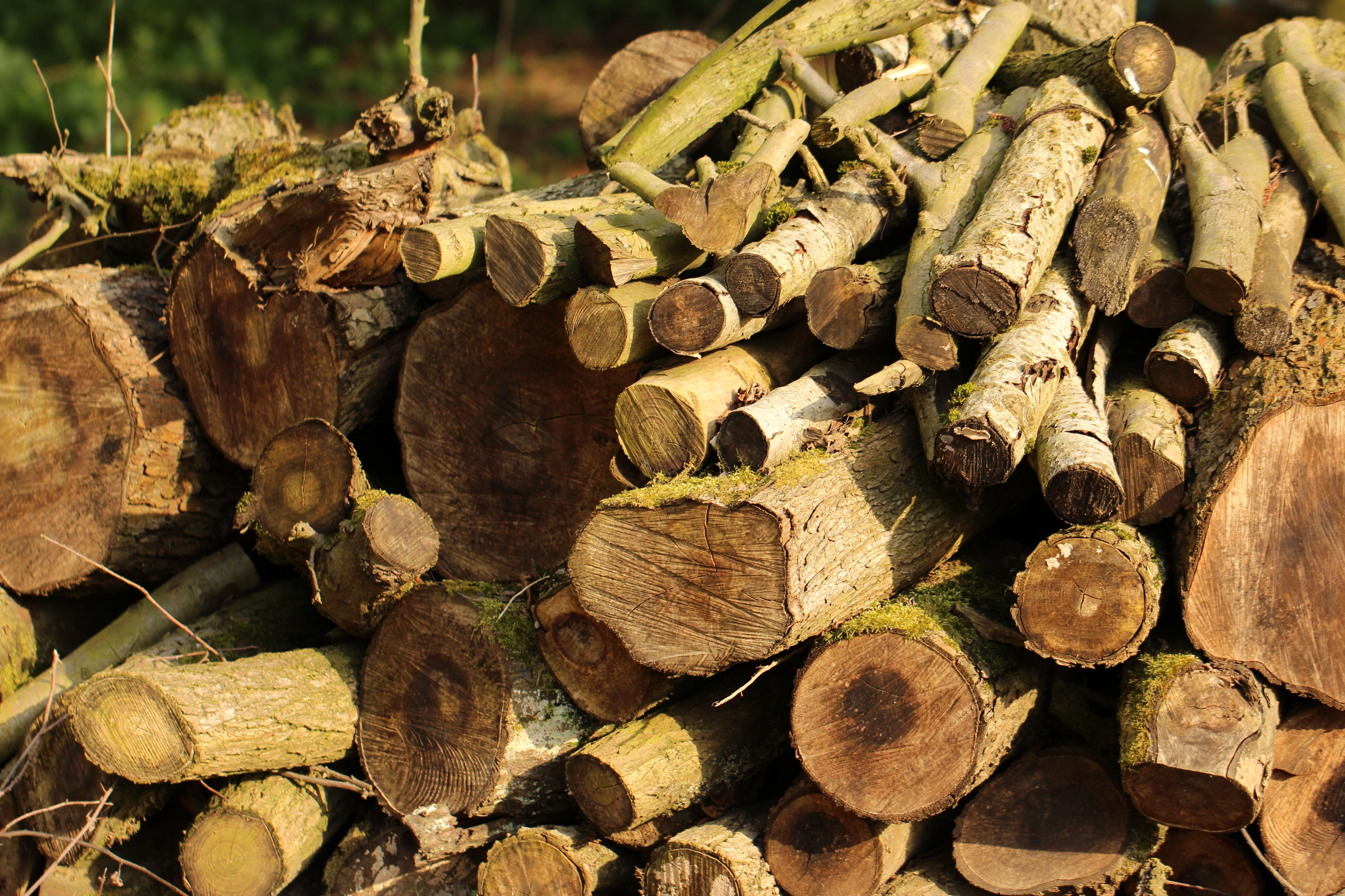 Timber, deforestation, Log, wood - Material, chopped, no people, environment, 5K, day, bark, Tree, full frame, backgrounds, stacked, rural, close-up, firewood, HD Wallpaper