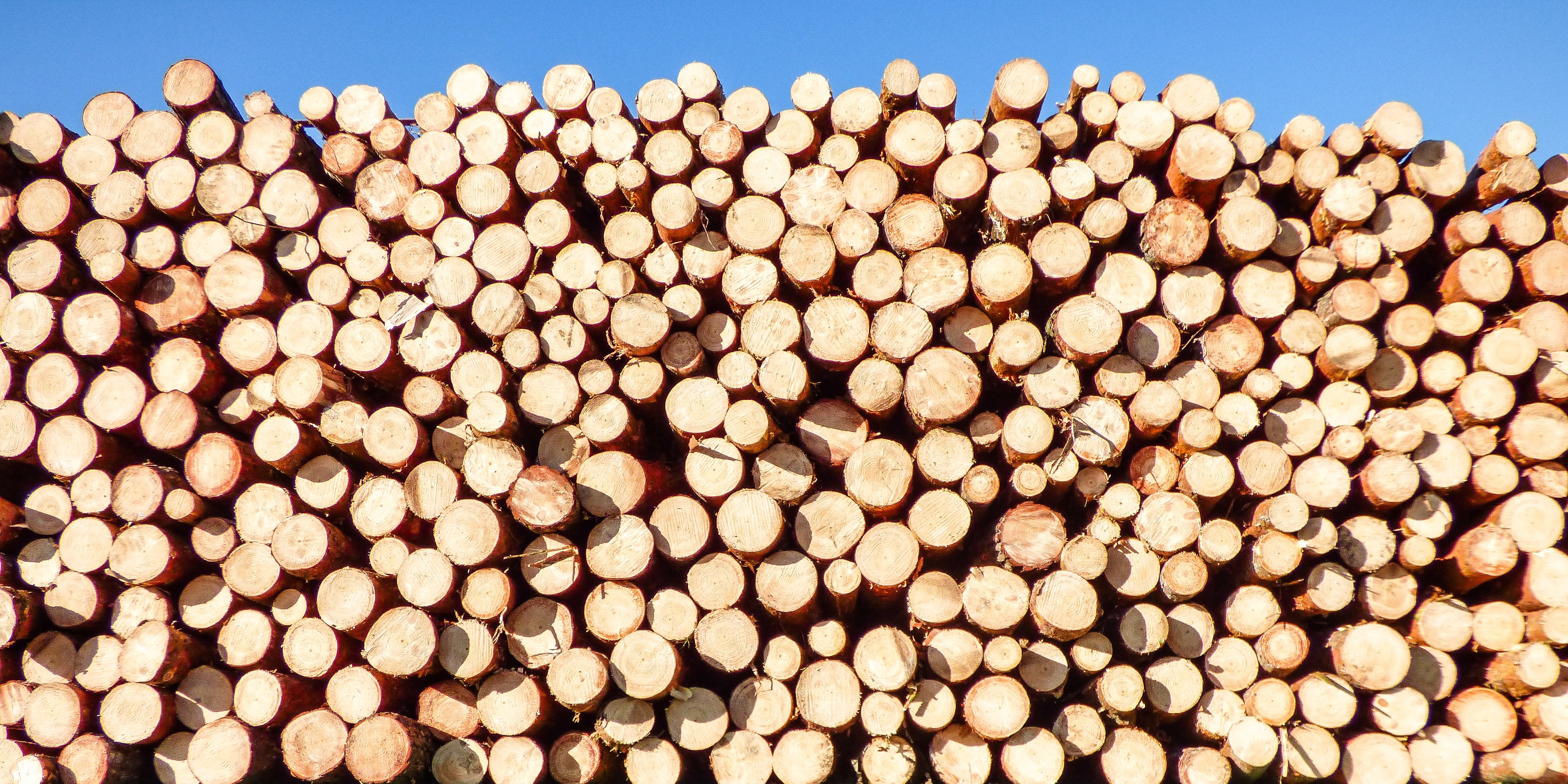 logs, round, abstract, backgrounds, brown, deforestation, food, pile, cut, lumber industry, outdoors, pine tree, pattern, firewood, timber, stack, large group of objects, HD Wallpaper