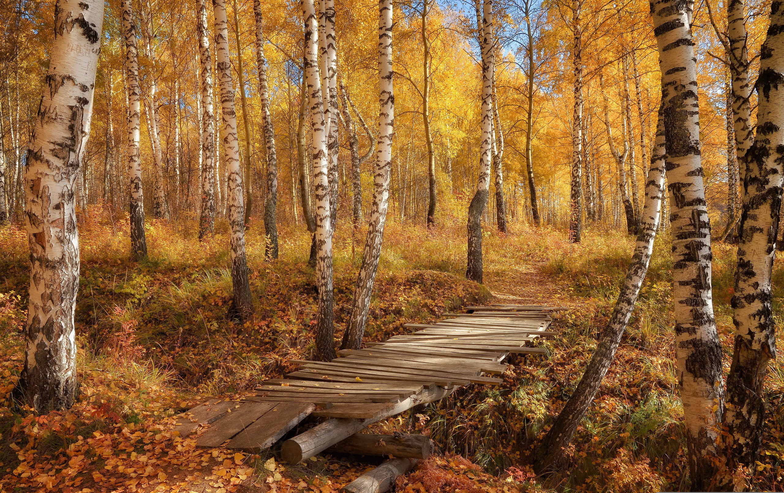 landscape, wilderness Area, rural Scene, branch, woodland, scenics, wood - Material, land, october, deck, no People, green Color, yellow, vibrant Color, HD Wallpaper