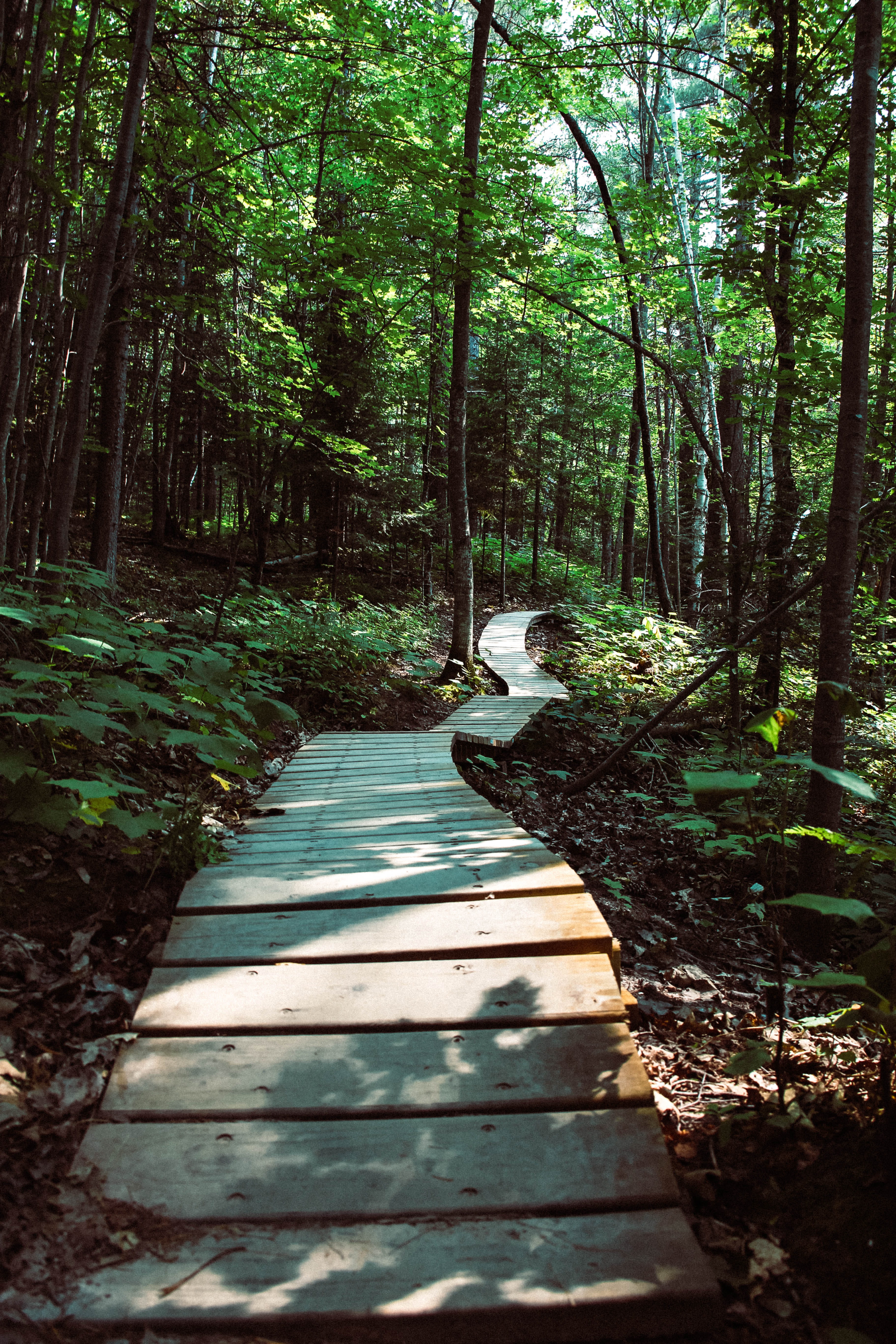 direction, landscape, non-urban scene, path, plants, recreation, plant, hike, wood, pathway, the way forward, footpath, outdoors, beauty in nature, nature, Phone HD Wallpaper