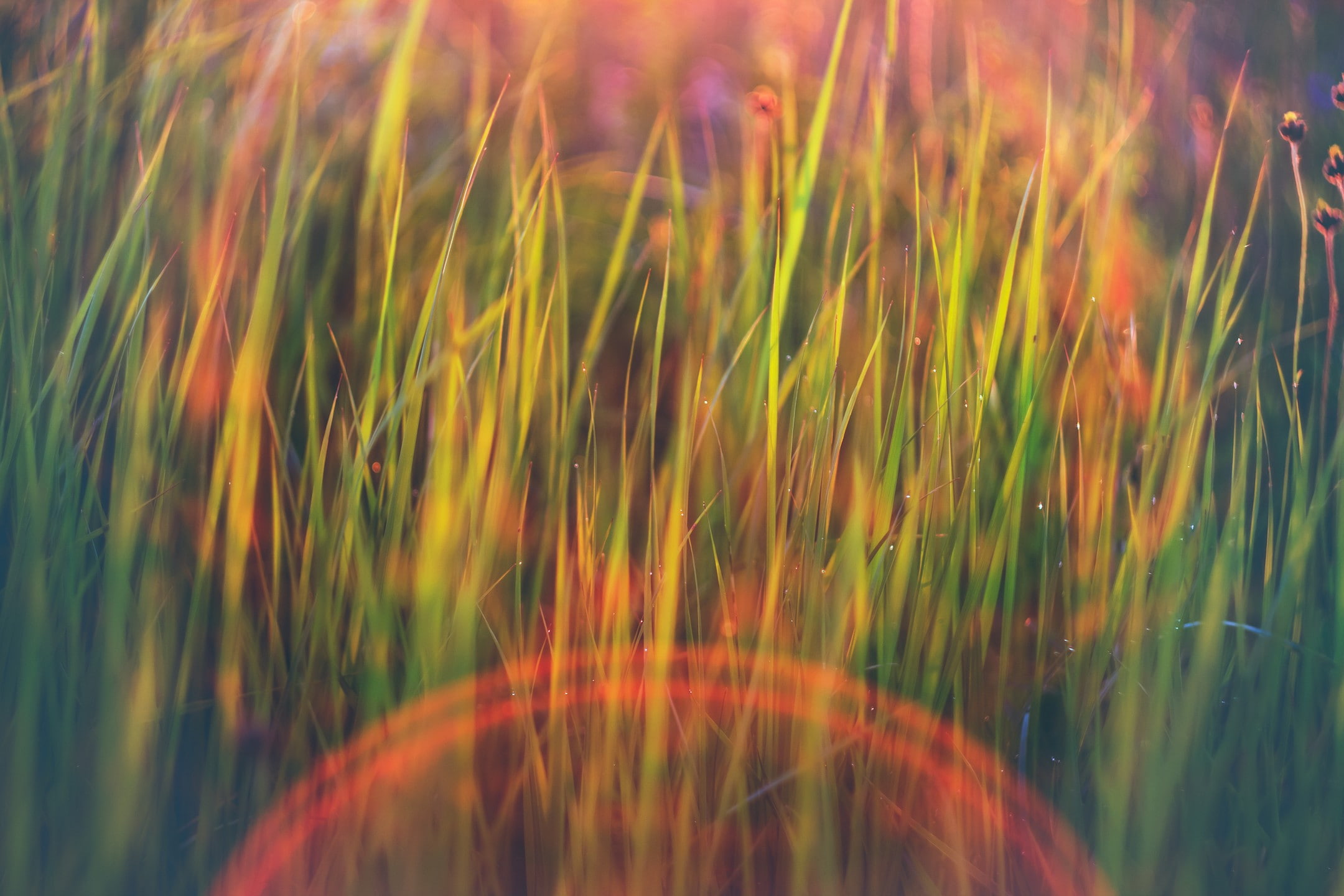 bokeh, full frame, crop, beauty in nature, outdoors, selective focus, green color, no people, lens flare, fragility, blade of grass, 1080P, agriculture, HD Wallpaper