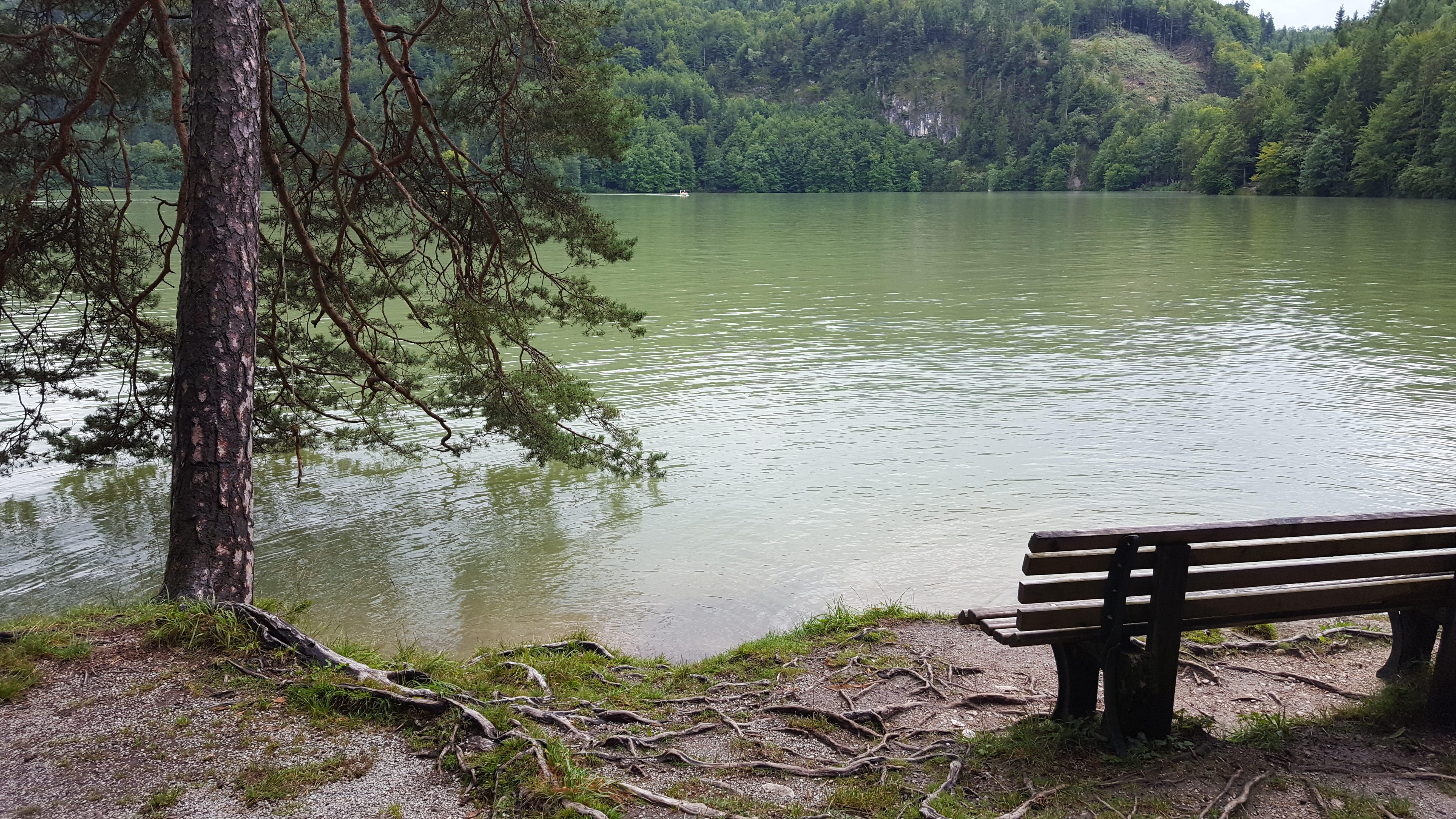 beauty in nature, outdoors, tranquility, lakeshore, lakeside, nature, tranquil scene, park bench, idyllic, growth, tree trees, trunk, tree trunk, seat, HD Wallpaper