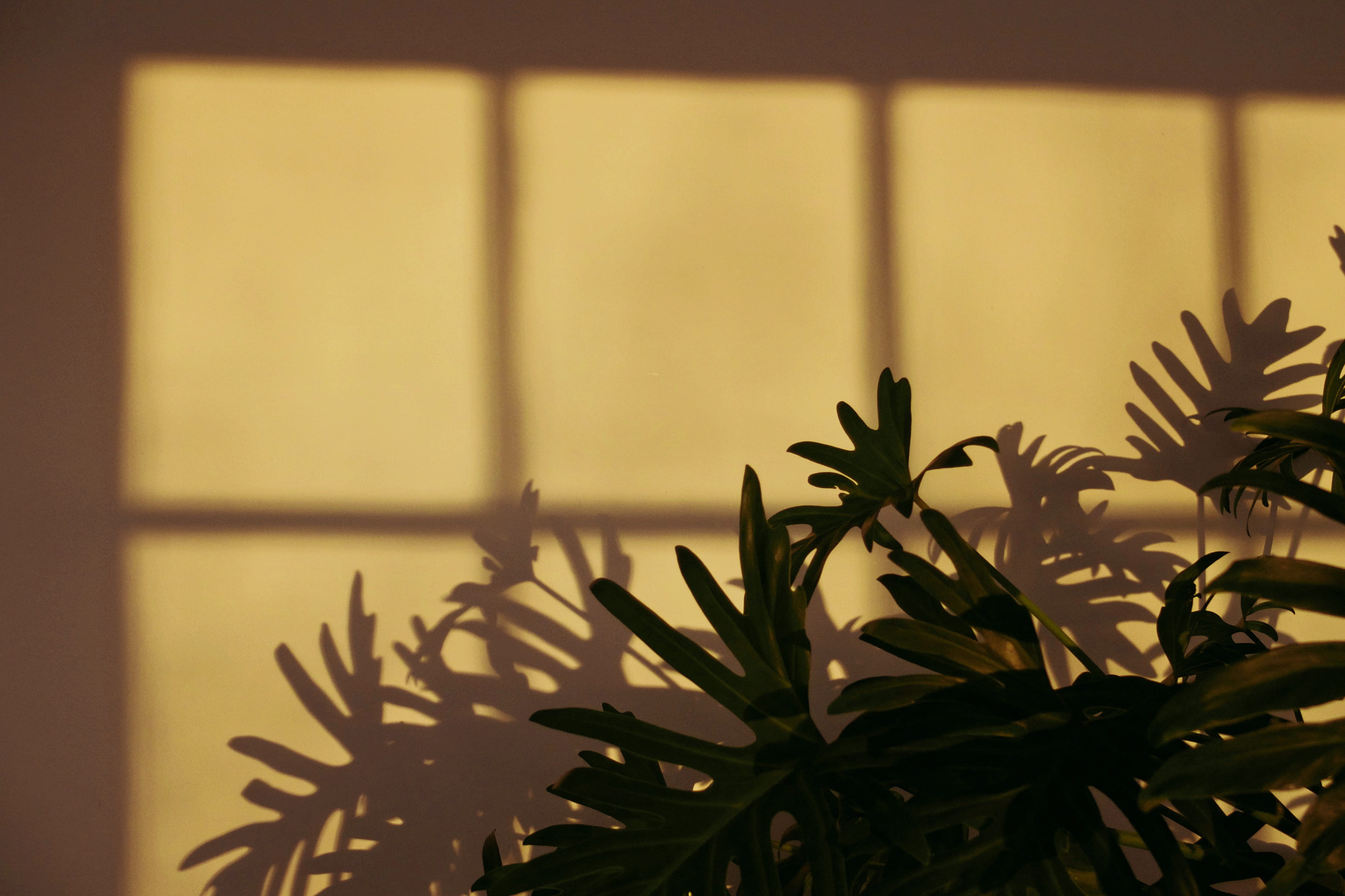 focus on foreground, green, plant part, shadow, plant, houseplant, sunlight, near, wall, day, wall - building feature, potted plant, beige, no people, yellow, HD Wallpaper