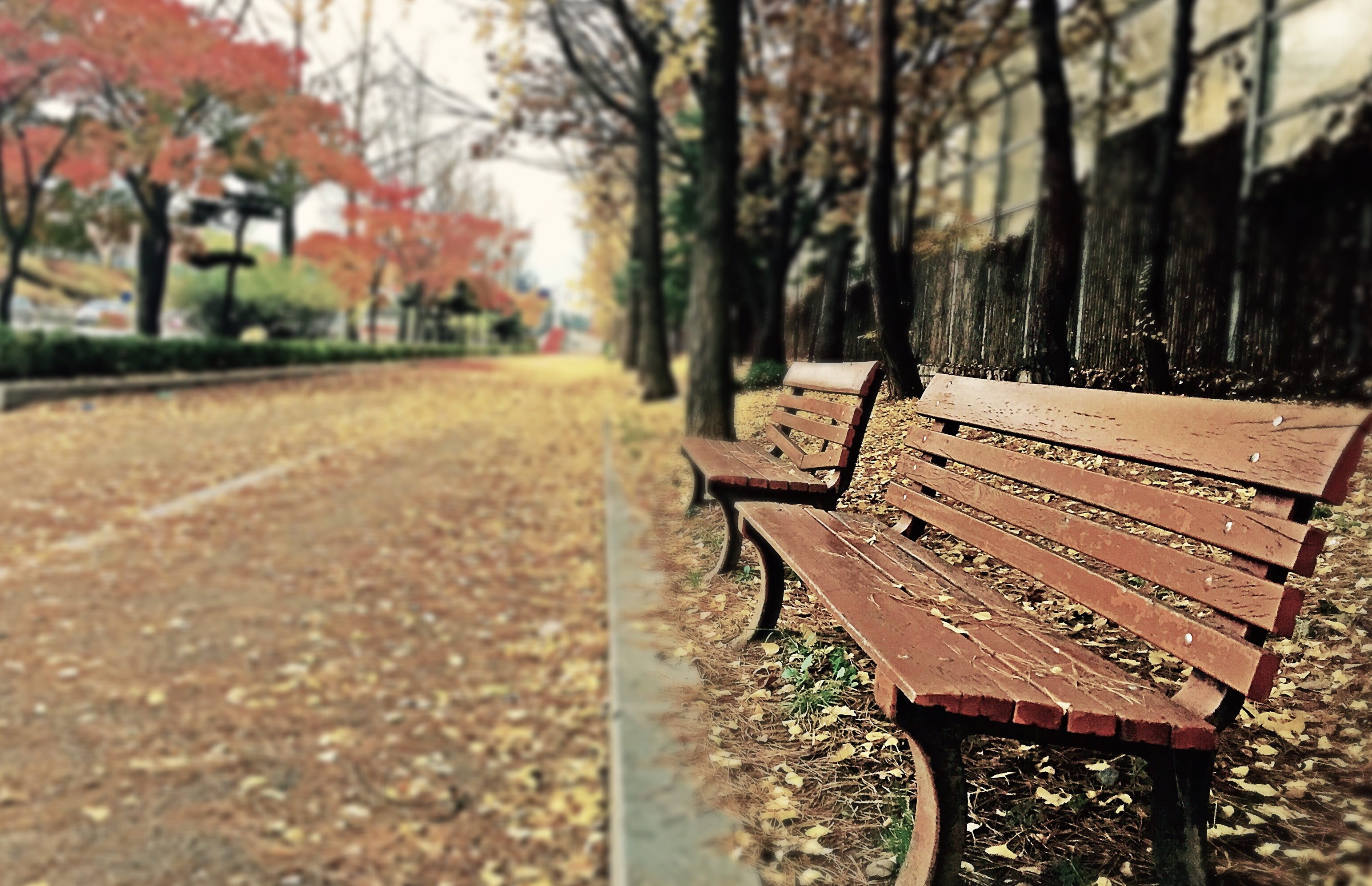 campus, 2K, change, seat, path, sidewalk, autumn, trees, wooden, autumn collection, empty, brown, nature, outdoors, season, silence, park bench, morning, HD Wallpaper