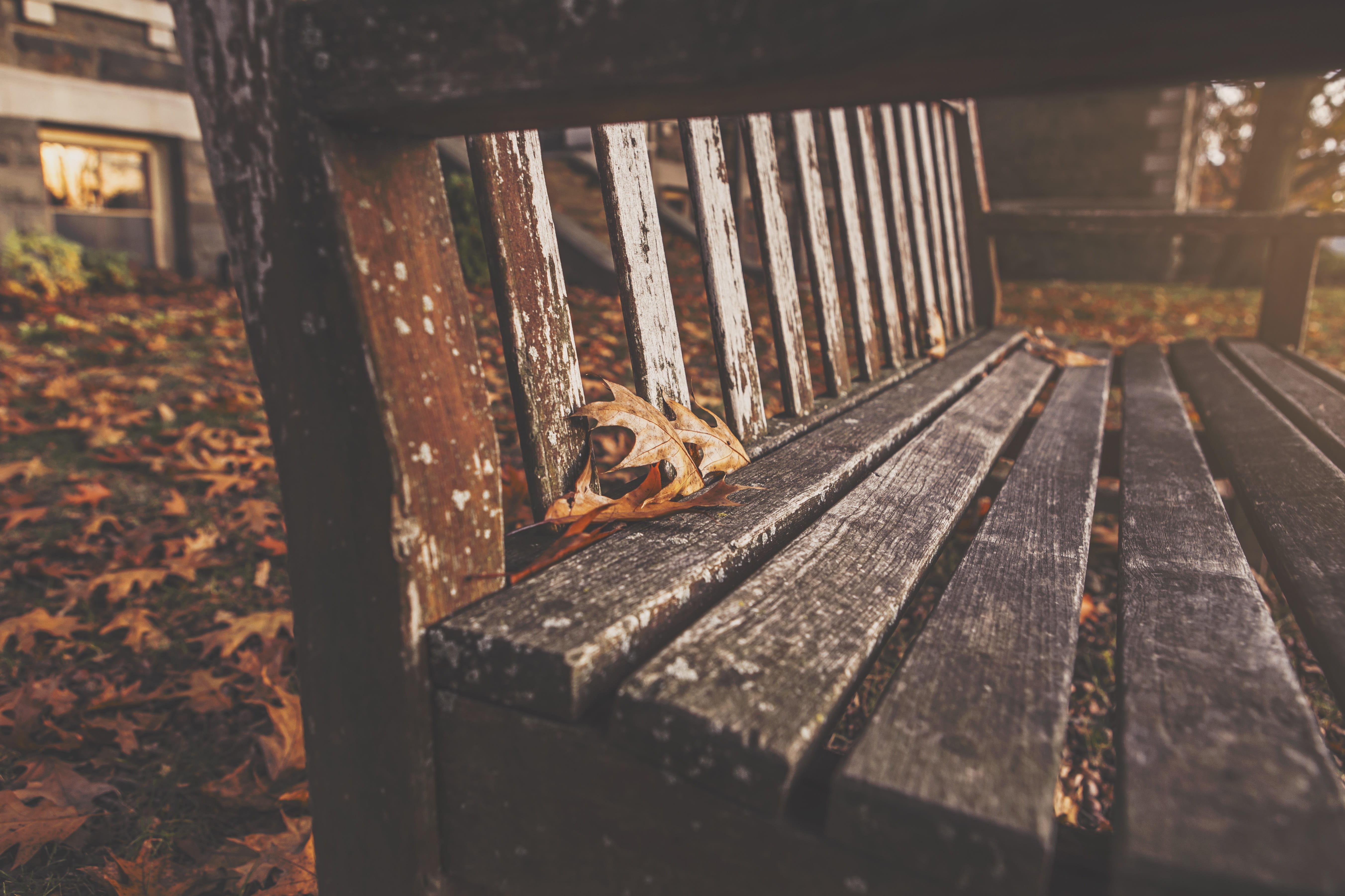 outdoors, brown, invertebrate, no people, vertebrate, autumn, day, photo, animal themes, relax, animal, rustic, high angle view, leaves, close, bench, animal wildlife, HD Wallpaper