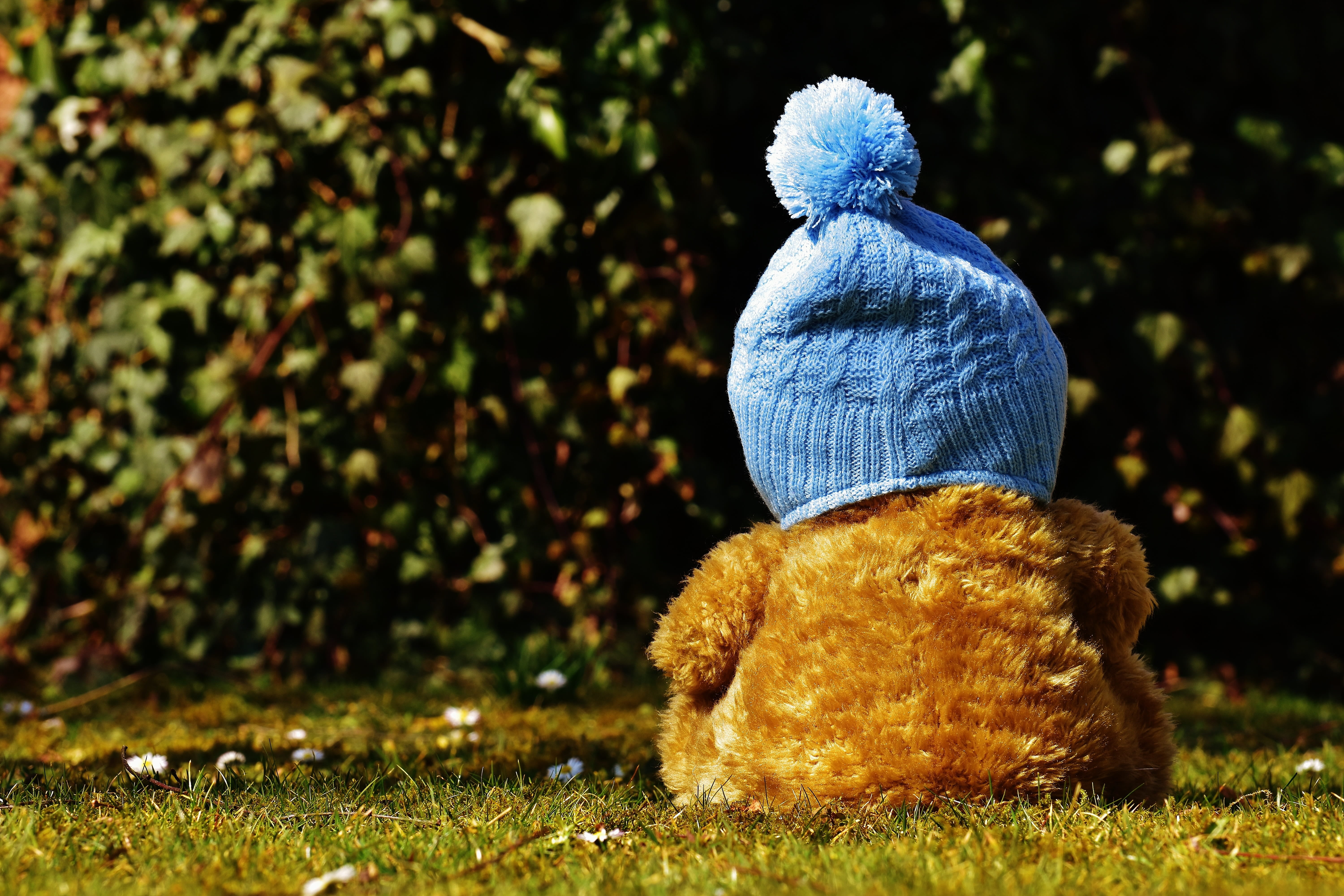 animal themes, one woman only, plush, toy, people, green, bear, field, sweet, cap, outdoors, blue, 5K, day, purry, rear view, sitting, representation, HD Wallpaper