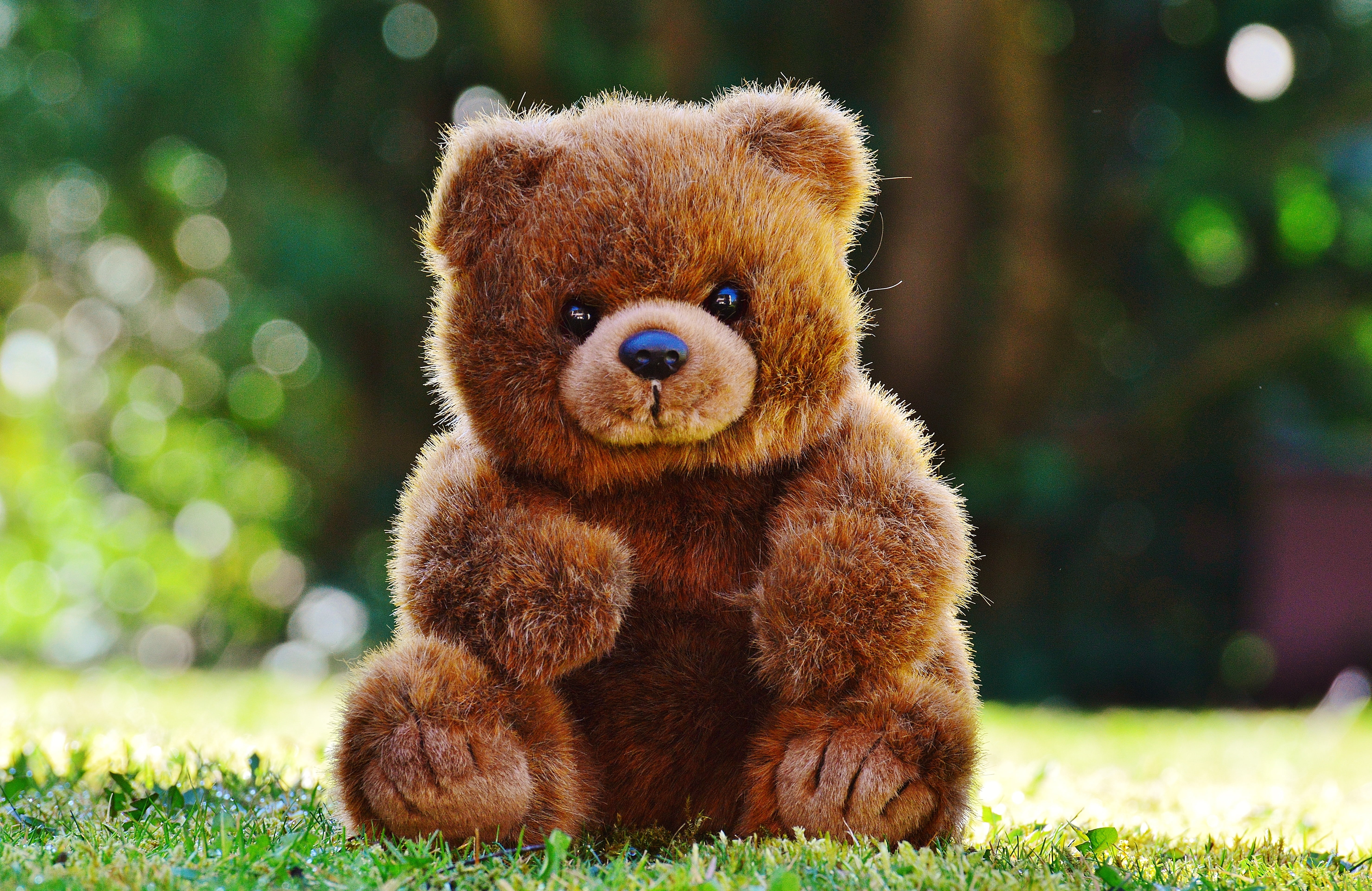 portrait, focus on foreground, softness, animal, plush, day, fluffy, childhood, one animal, cute, young animal, toy, children toys, daytime, 5K, grass, HD Wallpaper