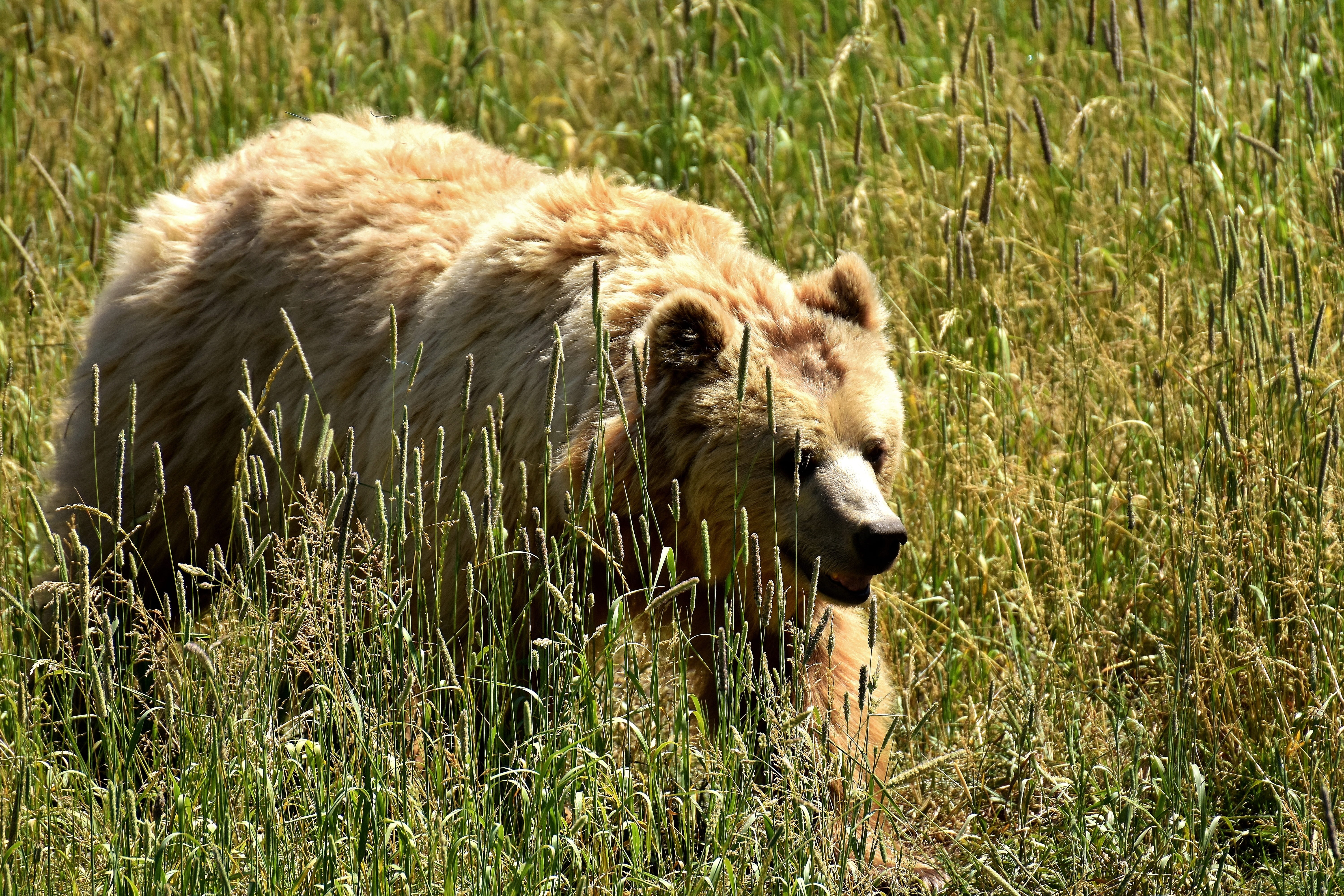 animal themes, vertebrate, outdoors, 5K, fur, brown Bear, nature park, bright coat, bear, field, animals in the wild, grass, wild animal, animal wildlife, HD Wallpaper