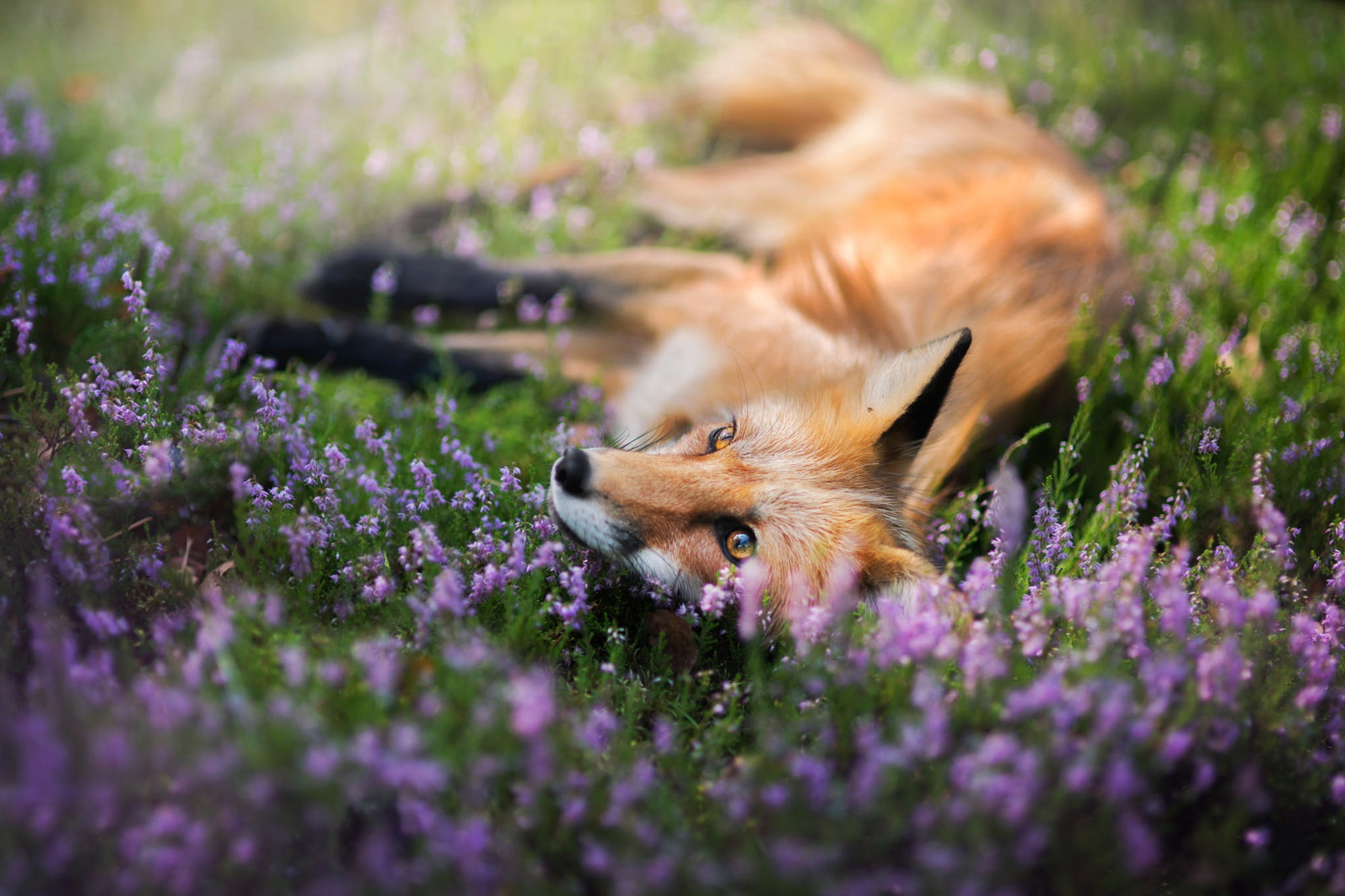 1080P, animals in the wild, field, animals, domestic animals, plants, plant, animal wildlife, flowers, flower, hunting, no people, animal, flowering plant, HD Wallpaper