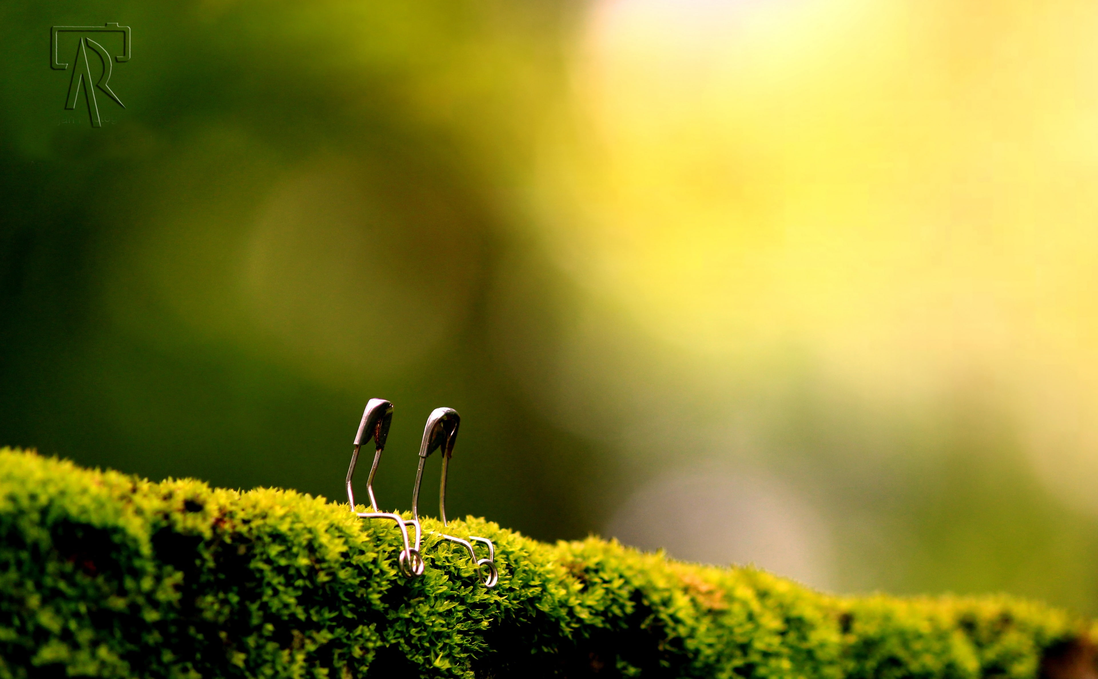 bites, safety, 4K, forest, land, two, nature, focus on foreground, pins, environment, growth, day, green color, beauty in nature, tree, selective focus, HD Wallpaper