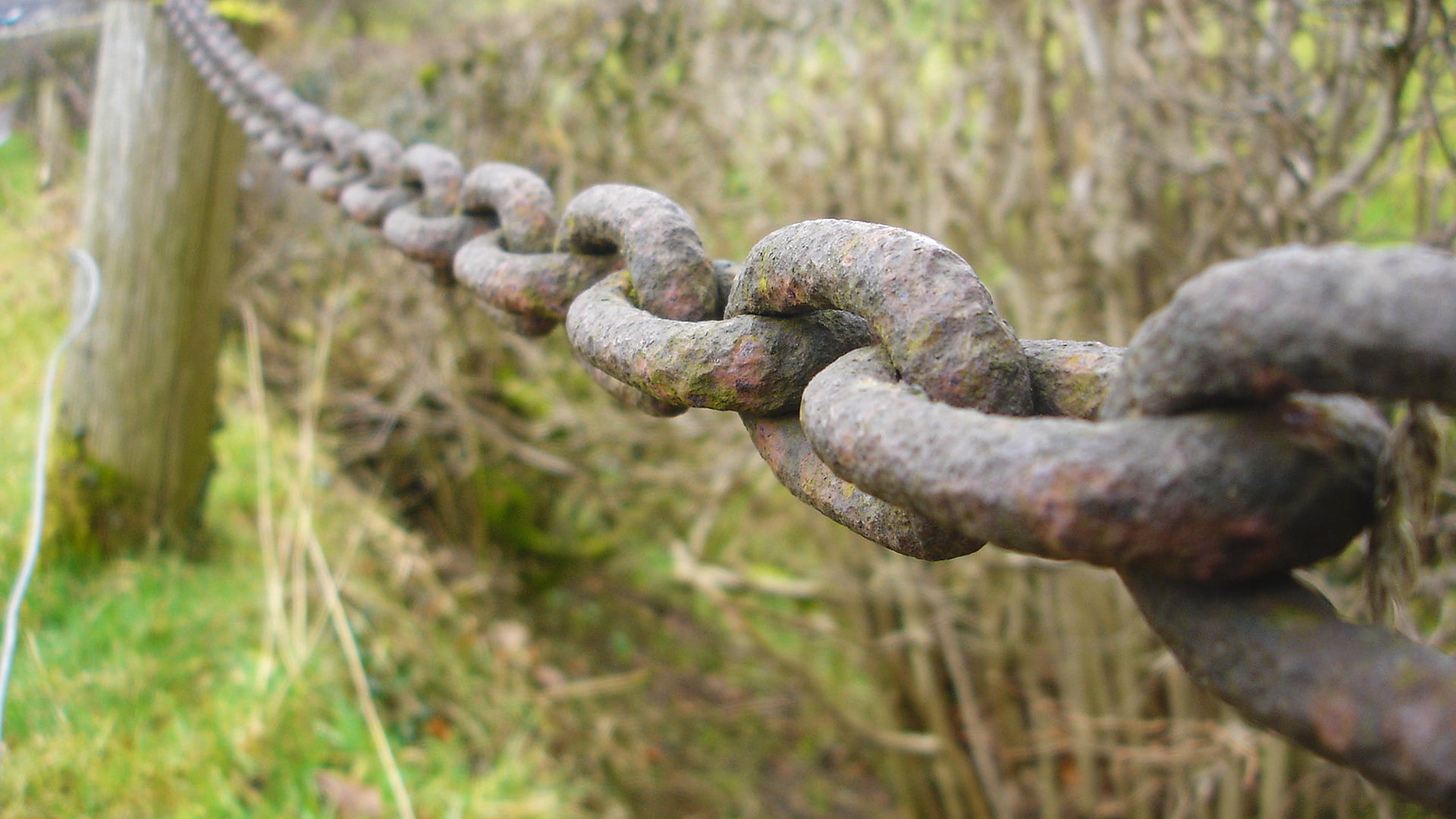 selective focus, tree, old, black, nature, series, metal, no people, chain, 1080P, day, ligament, fastener, weathered, textured, in a row, rusty, plant, HD Wallpaper