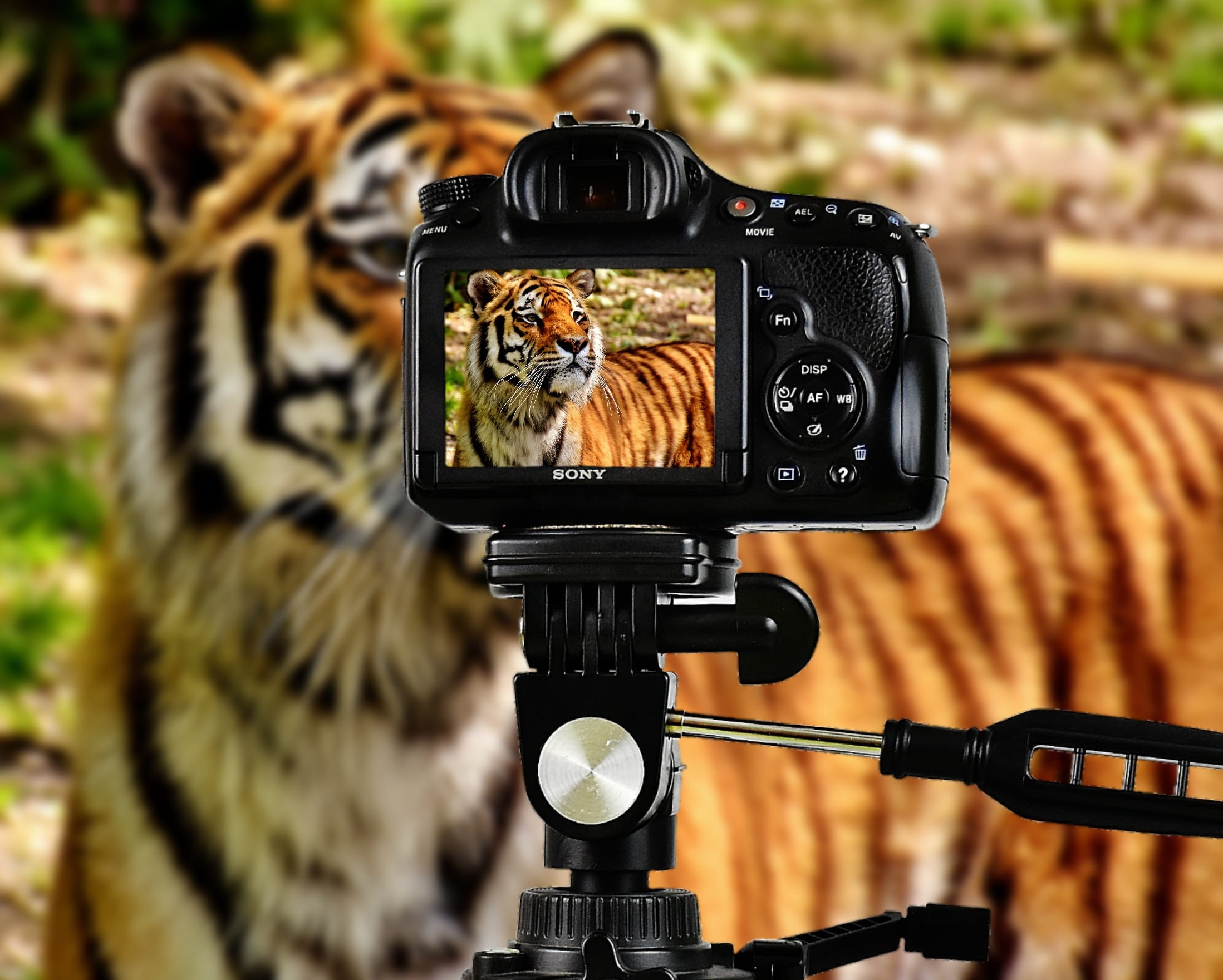 communication, no people, fur, cat, black, focus on foreground, device screen, day, tiger, photograph, predator, photography themes, filming, camera - photographic equipment, HD Wallpaper