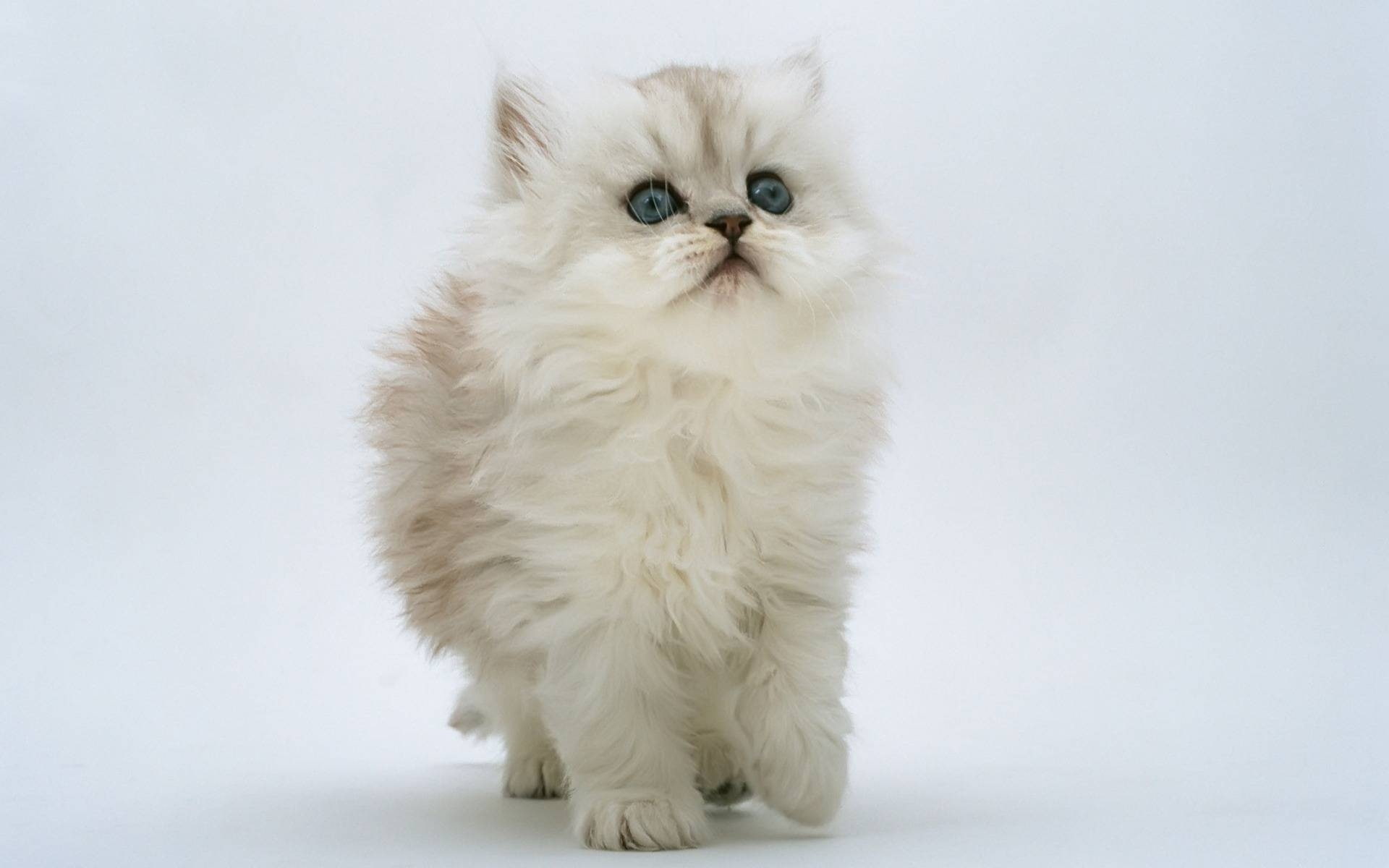 1080P, small, kitten, cute, persian, HD Wallpaper