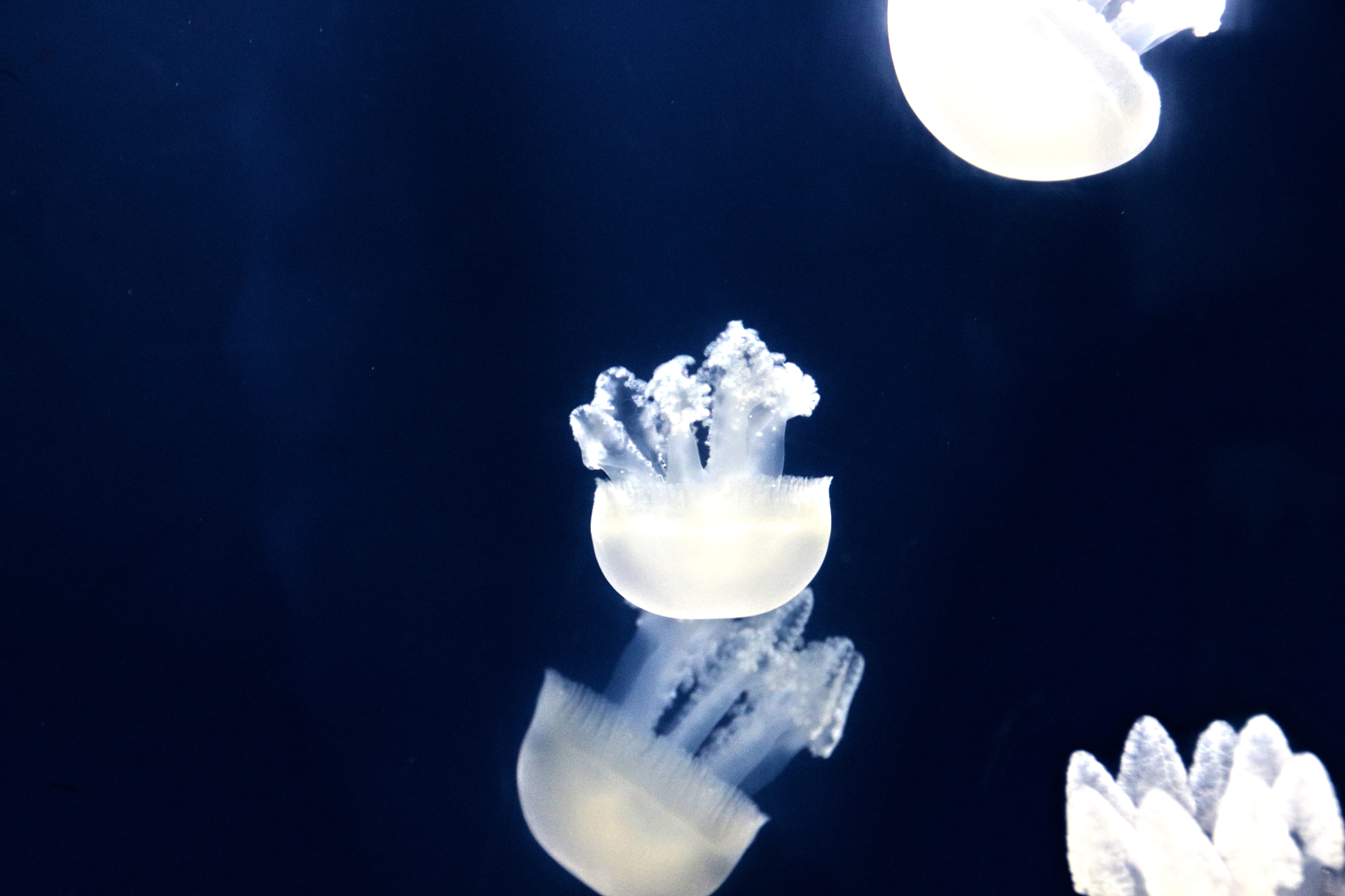 dubai mall, jellyfish, 5K, white, digital composite, ice, group of animals, marine, swimming, blue, no people, dubai, light, glow, underwater, HD Wallpaper
