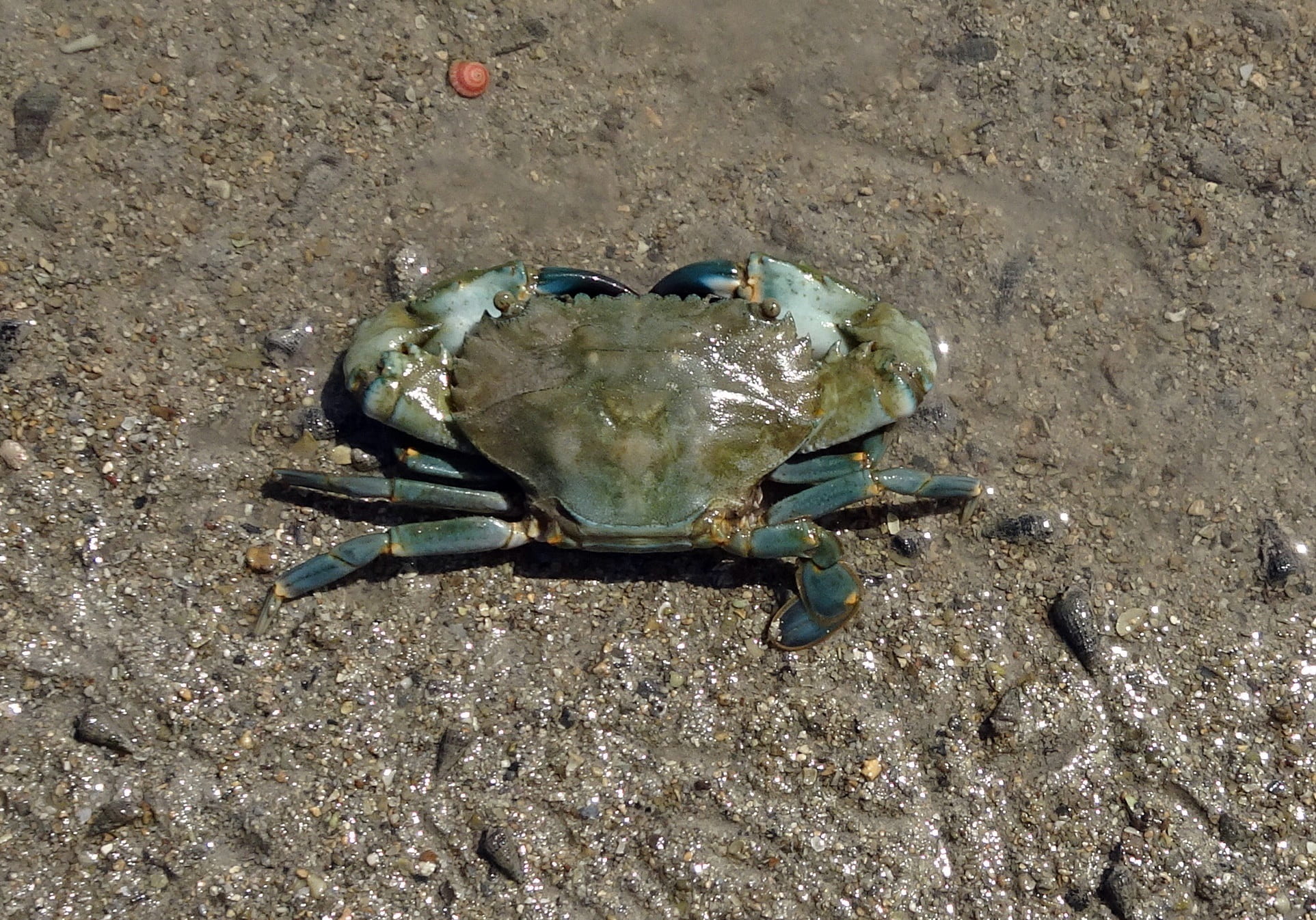 estuarine, gulf, narara, scylla serrata, animal wildlife, kutch, marine national park, kachchh, mangrove, sea, crustacean, land, shellfish, india, nature, HD Wallpaper