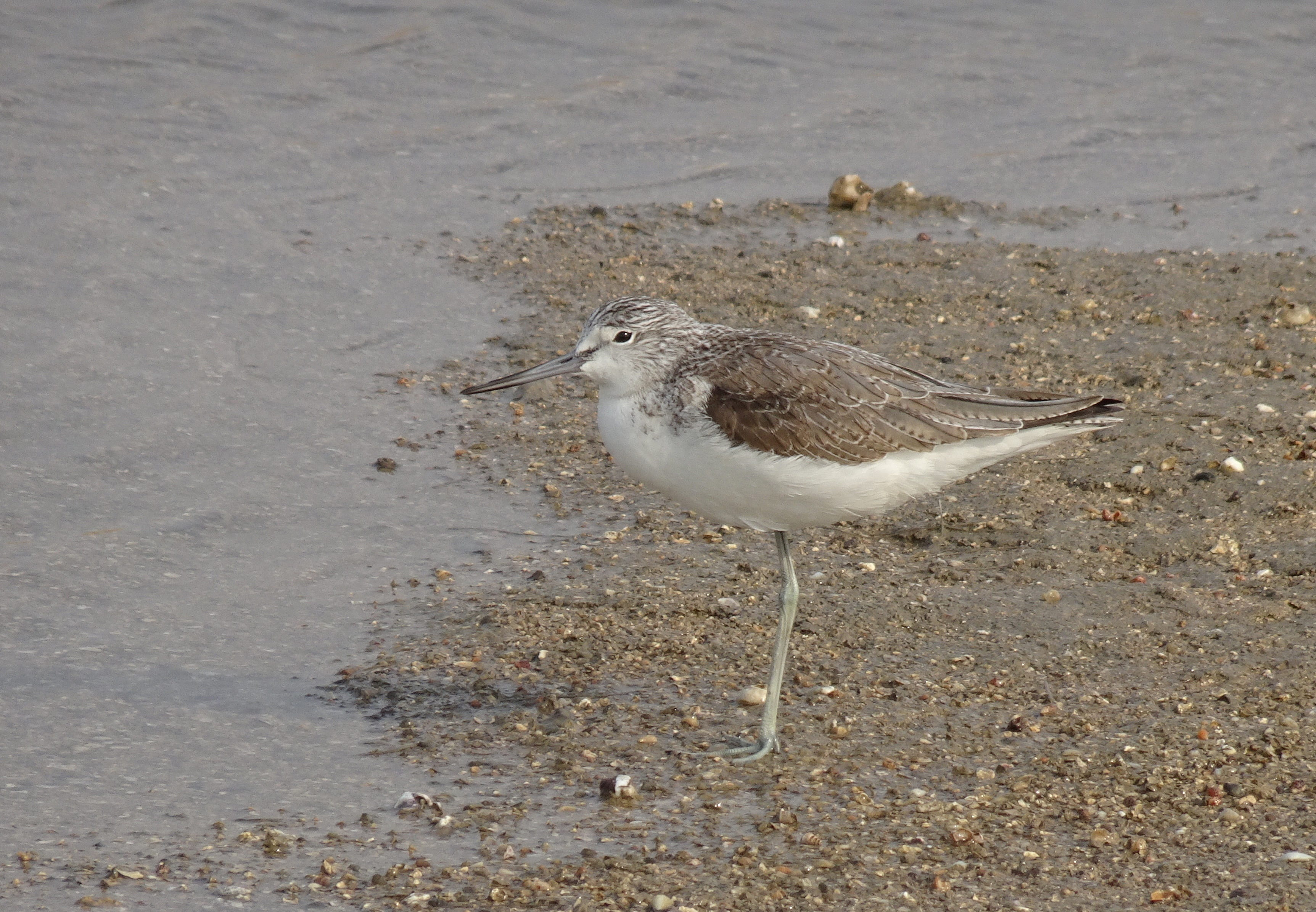 seagull, beach, bird, sand, arabian sea, shorebird, nature, vertebrate, tringa nebularia, 2K, india, outdoors, gujarat, perching, seashore, common greenshank, HD Wallpaper