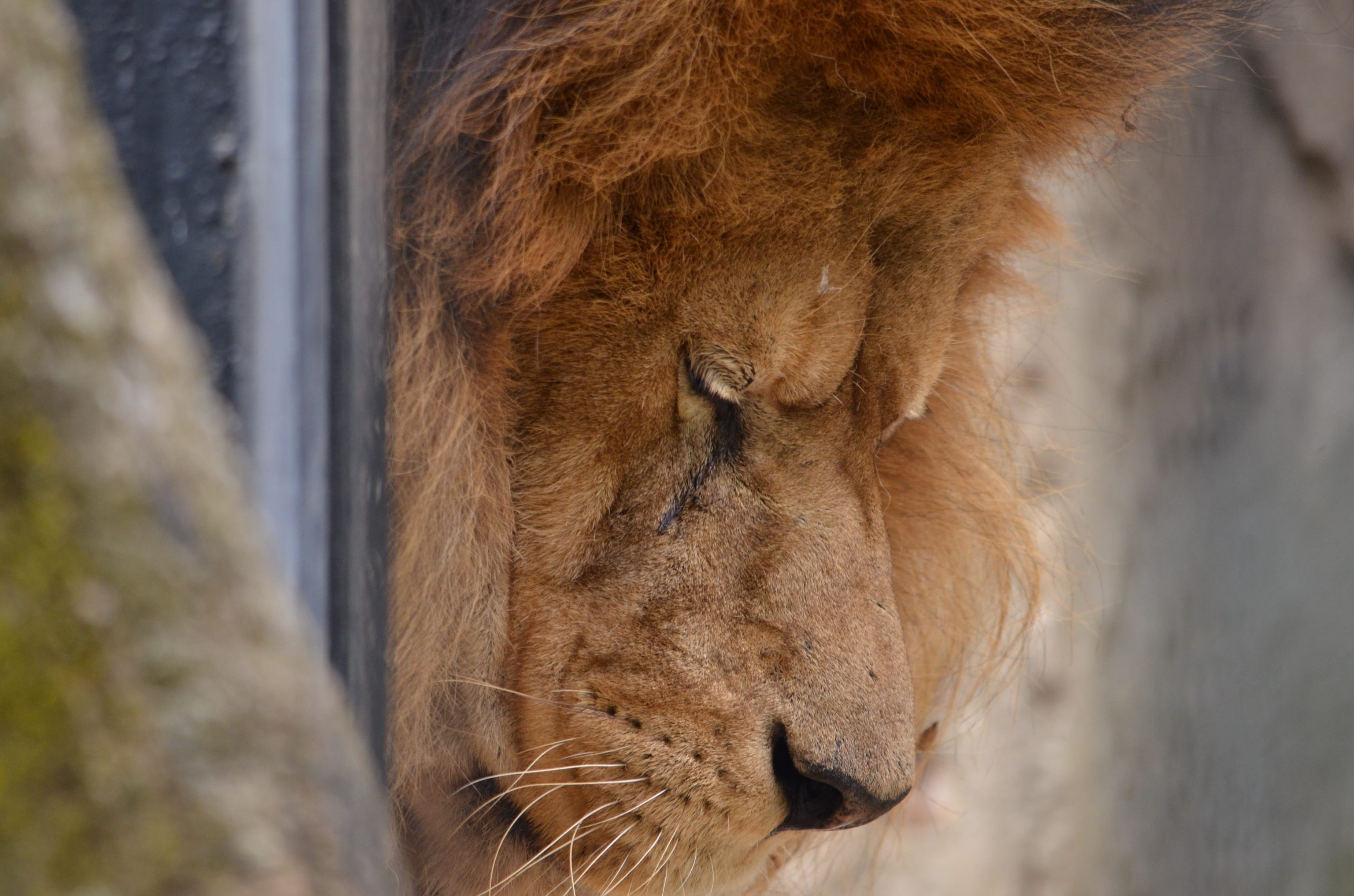 animal, brown, looking, focus on foreground, bow, mane, lonely, 2K, lion - feline, day, animal head, lion, crying, sleeping, one animal, cat, mammal, vertebrate, HD Wallpaper
