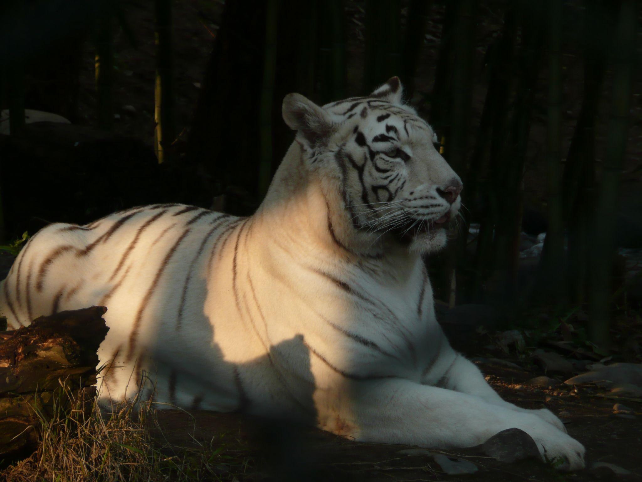animals, majesty, 1080P, albino, tiger, royal, lovely, large, white tiger, HD Wallpaper