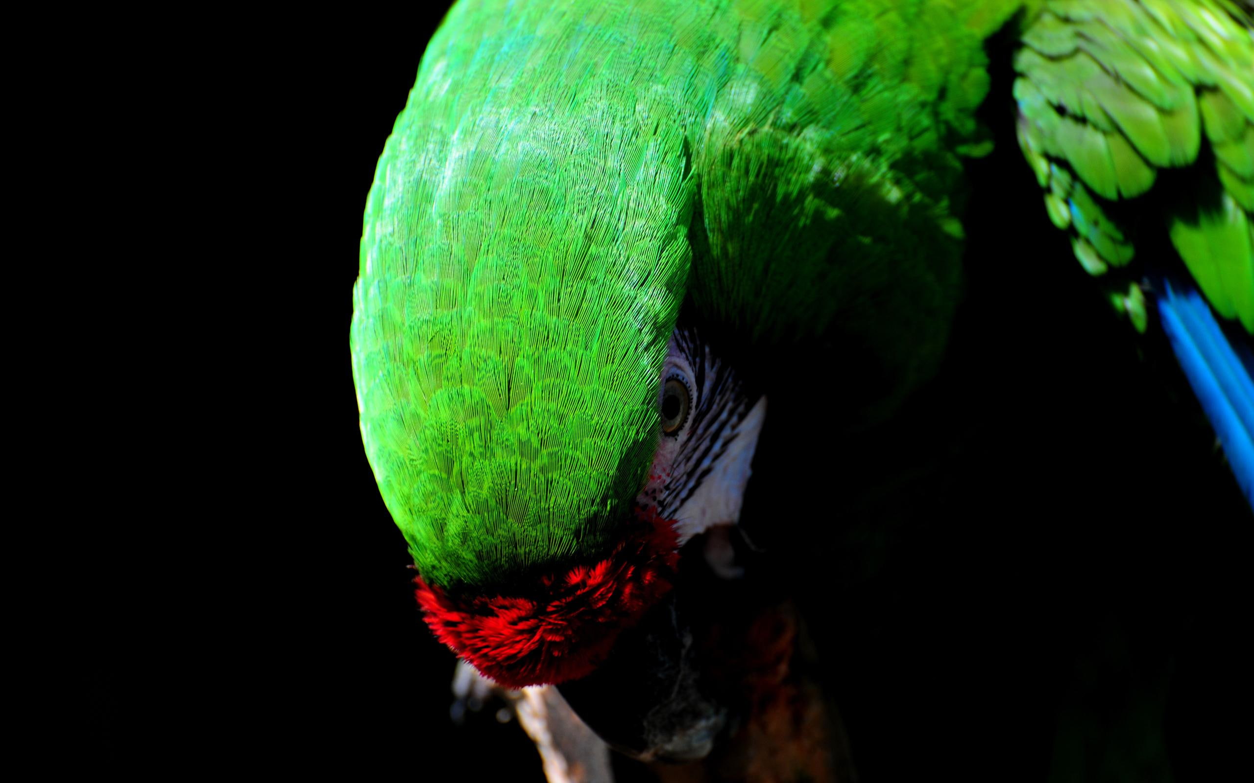 birds, bird, majesty, animals, parrot, 2K, animal, HD Wallpaper
