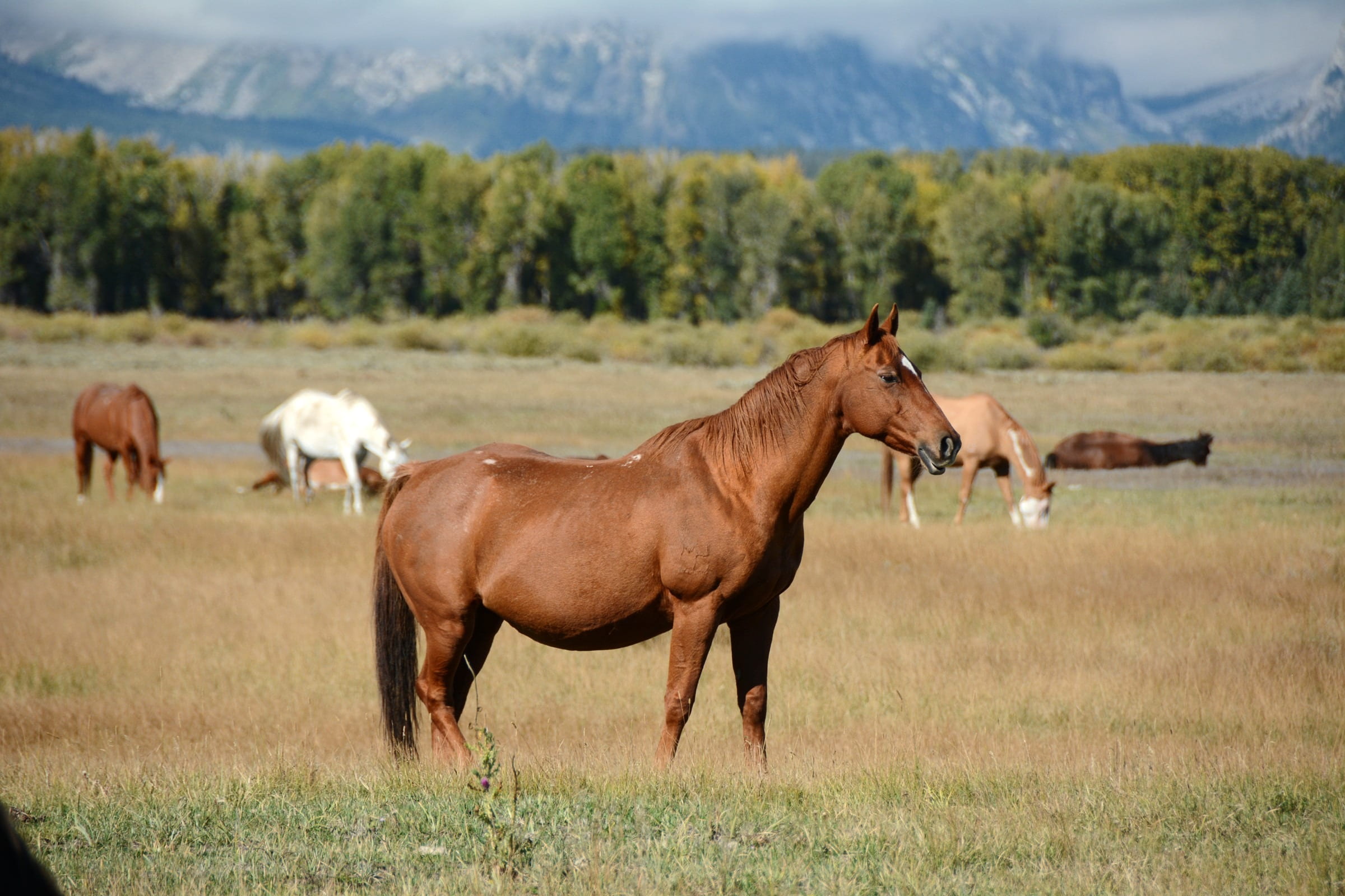 tree, grand teton national park, no people, pets, animal themes, environment, majesty, horse, livestock, daytime, wyoming, land, scenery, colorful, mammal, HD Wallpaper