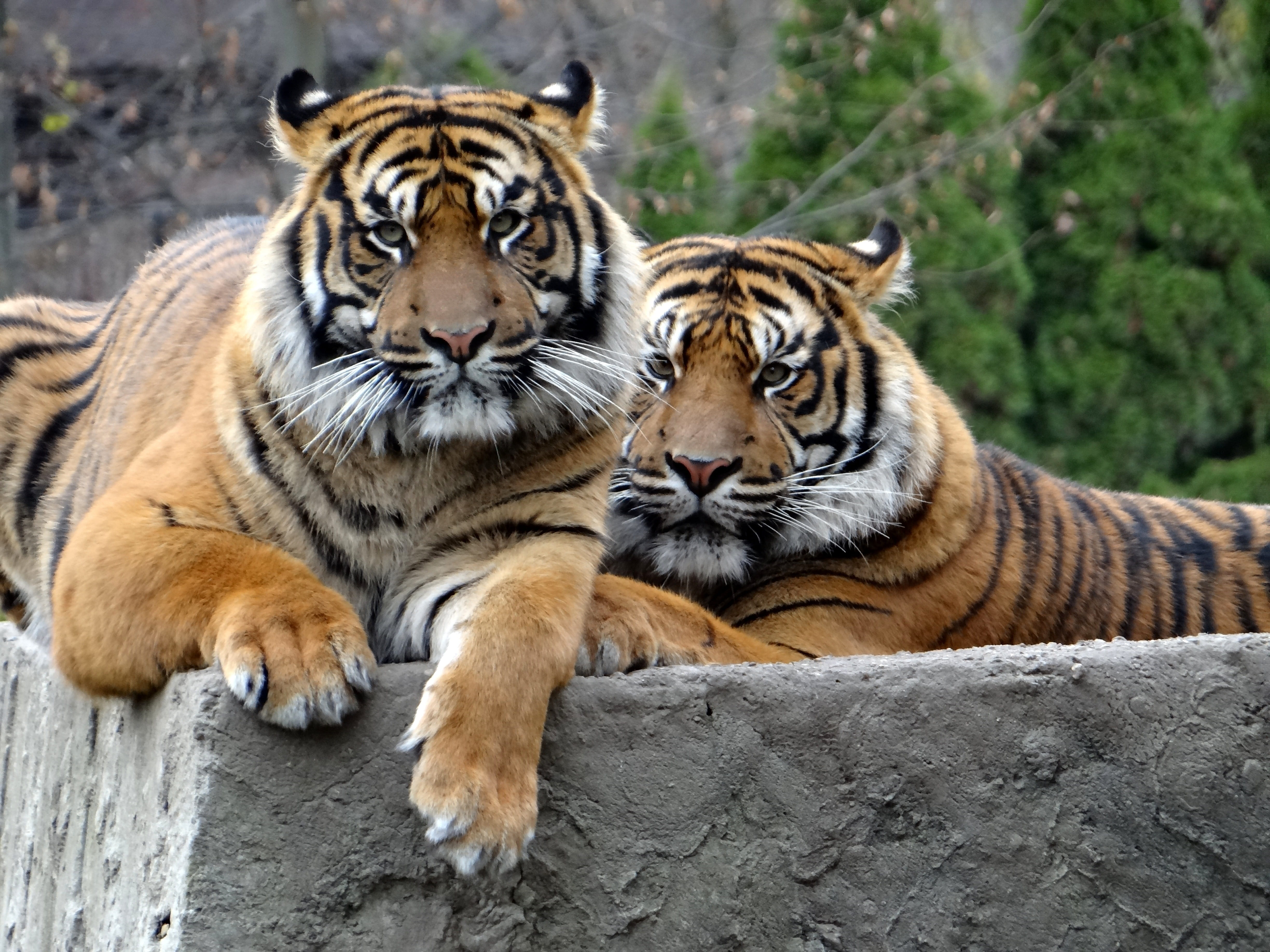 cats eyes, relaxation, one animal, big cat, mammal, animal head, tigers, 4K, portrait, carnivora, focus on foreground, strips, zoo, vertebrate, animals in the wild, HD Wallpaper