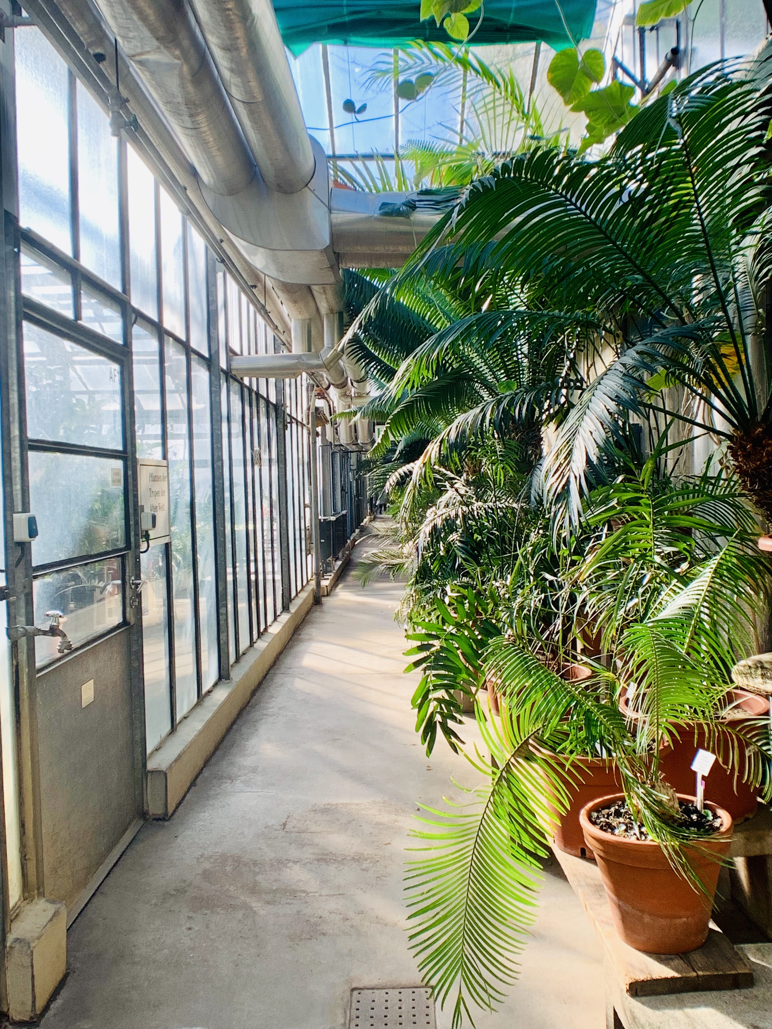 palm tree, plant, tree, outdoors, architecture, no people, majesty, green, pot, palm, glass - material, building, potted plant, day, nature, green color, Phone HD Wallpaper