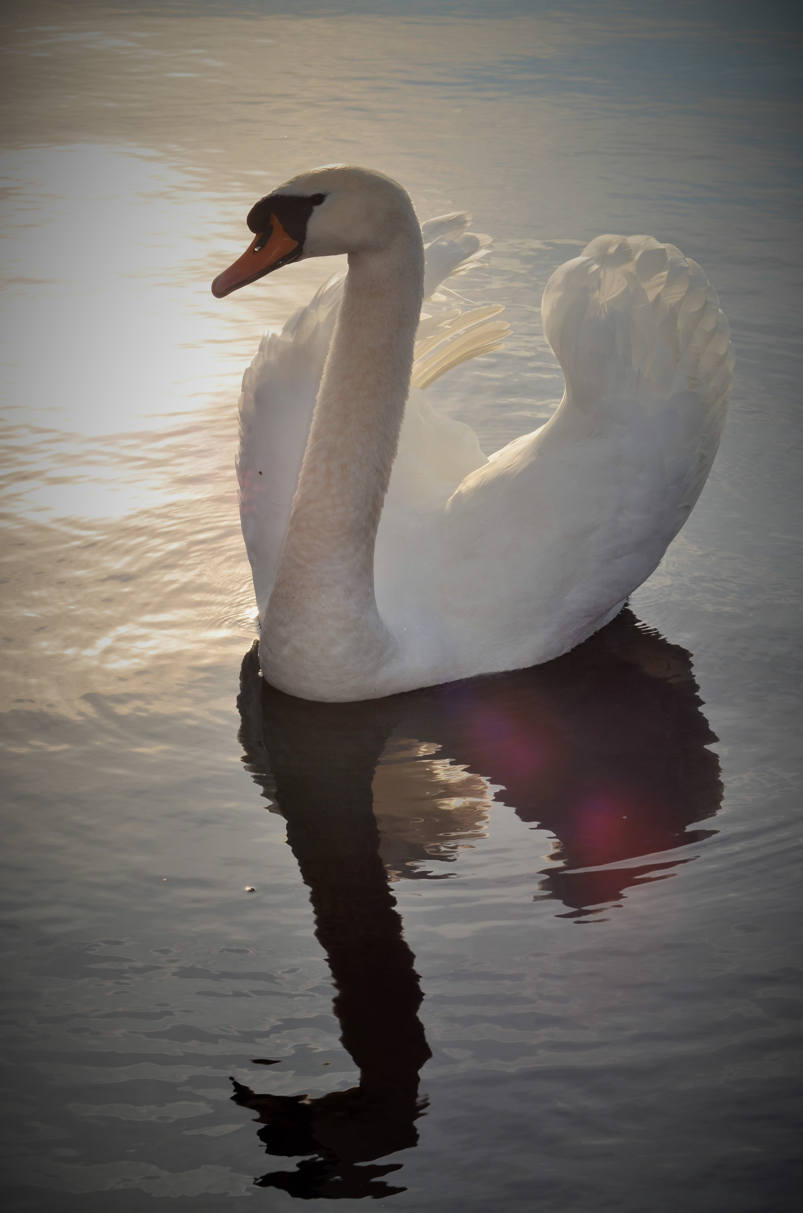 pond, water, bird, peaceful, 4K, day, animal, animals in the wild, animal wildlife, swan, majesty, reflection, body, zoology, animal neck, one animal, Phone HD Wallpaper