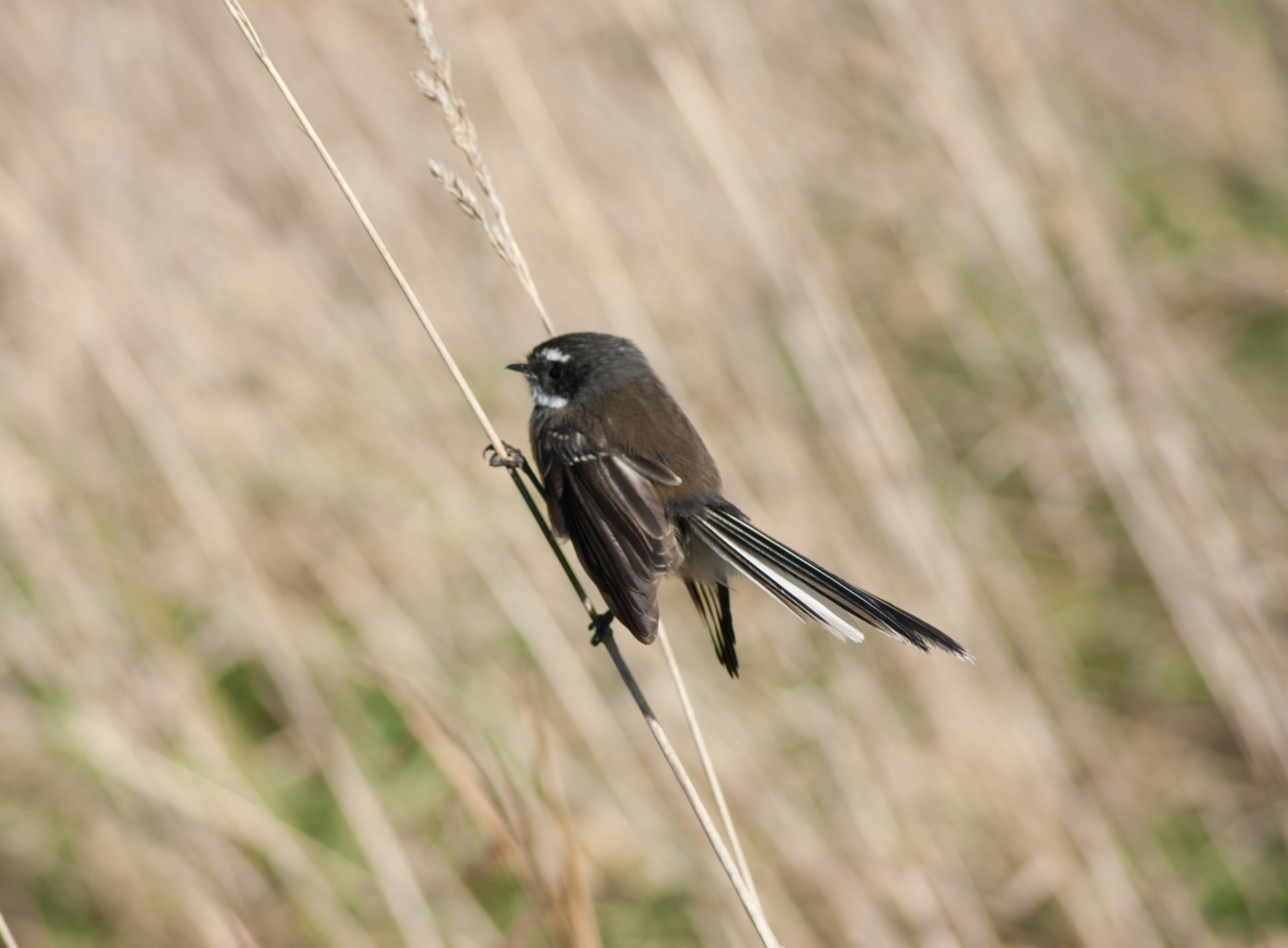 no people, songbird, southland, perching, bird, focus on foreground, close-up, plant, nature, animal, animals in the wild, one animal, new zealand, animal themes, HD Wallpaper