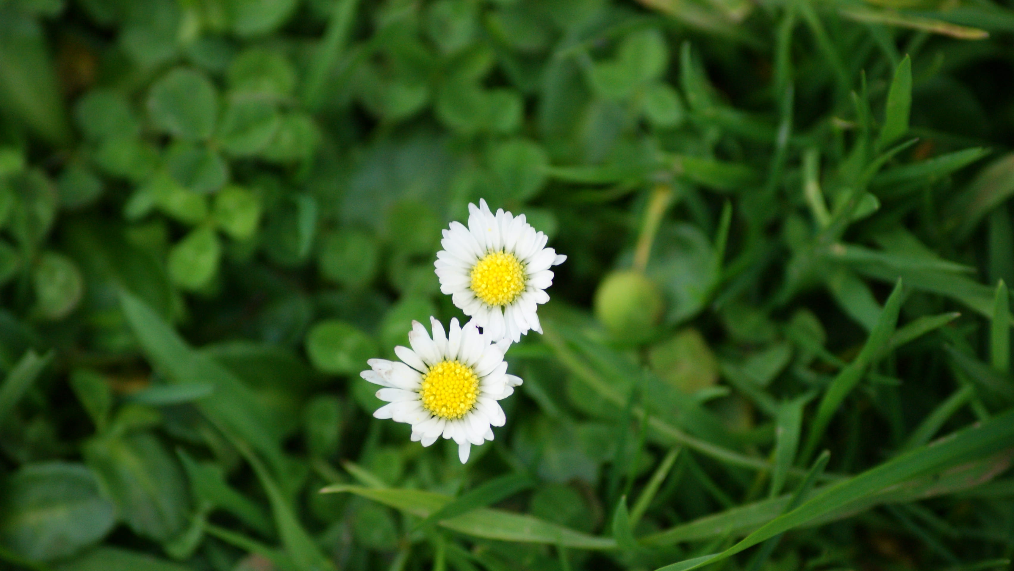 outdoors, yellow, close-up, flower head, flower, inflorescence, plant part, fragility, beauty in nature, green color, 2K, pollination, nature, white color, HD Wallpaper