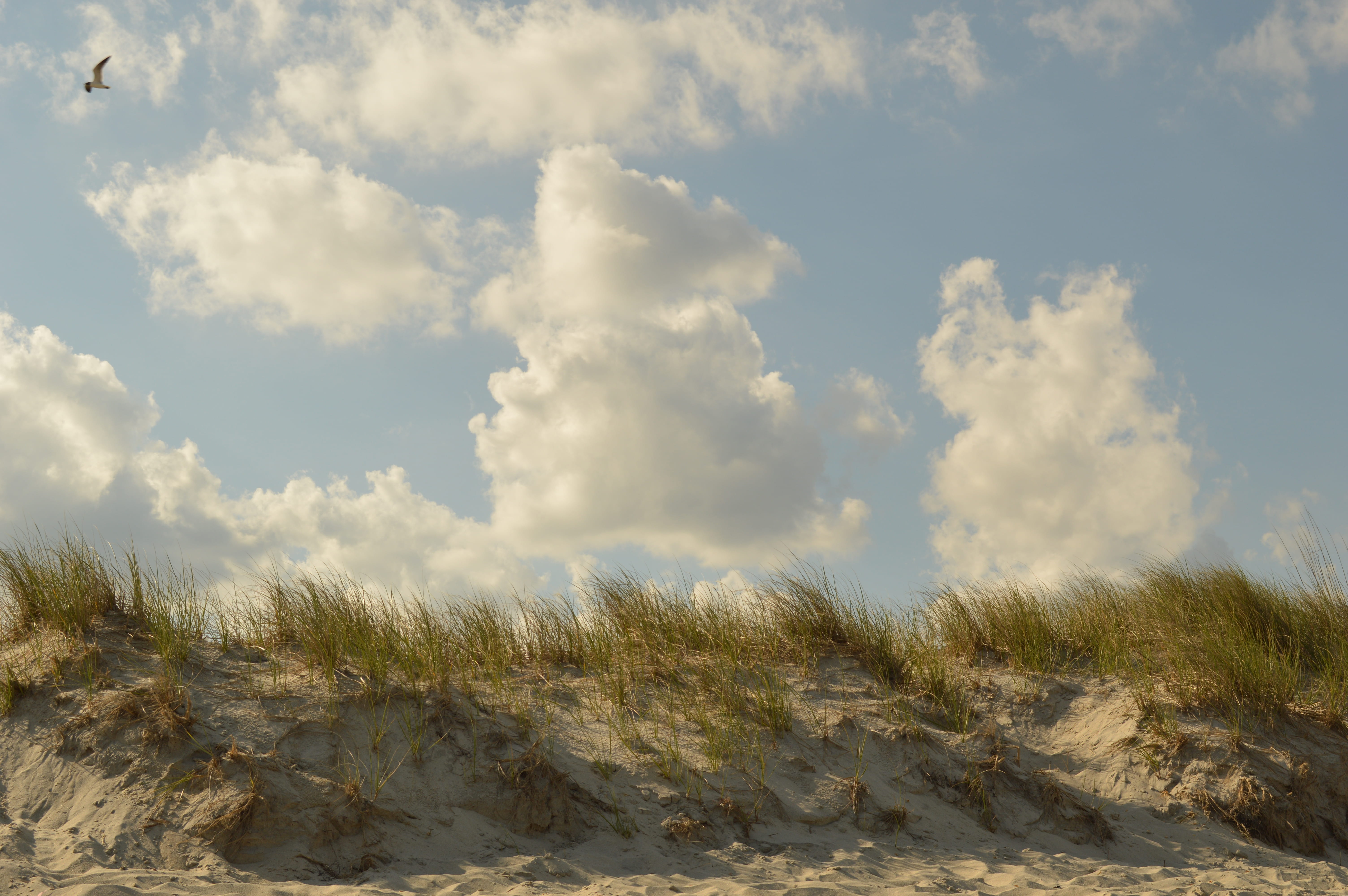 sunlight, non-urban scene, beach, scenics - nature, outer banks, cloud - sky, no people, 5K, summer, tranquility, beauty in nature, sand dunes, nature, HD Wallpaper