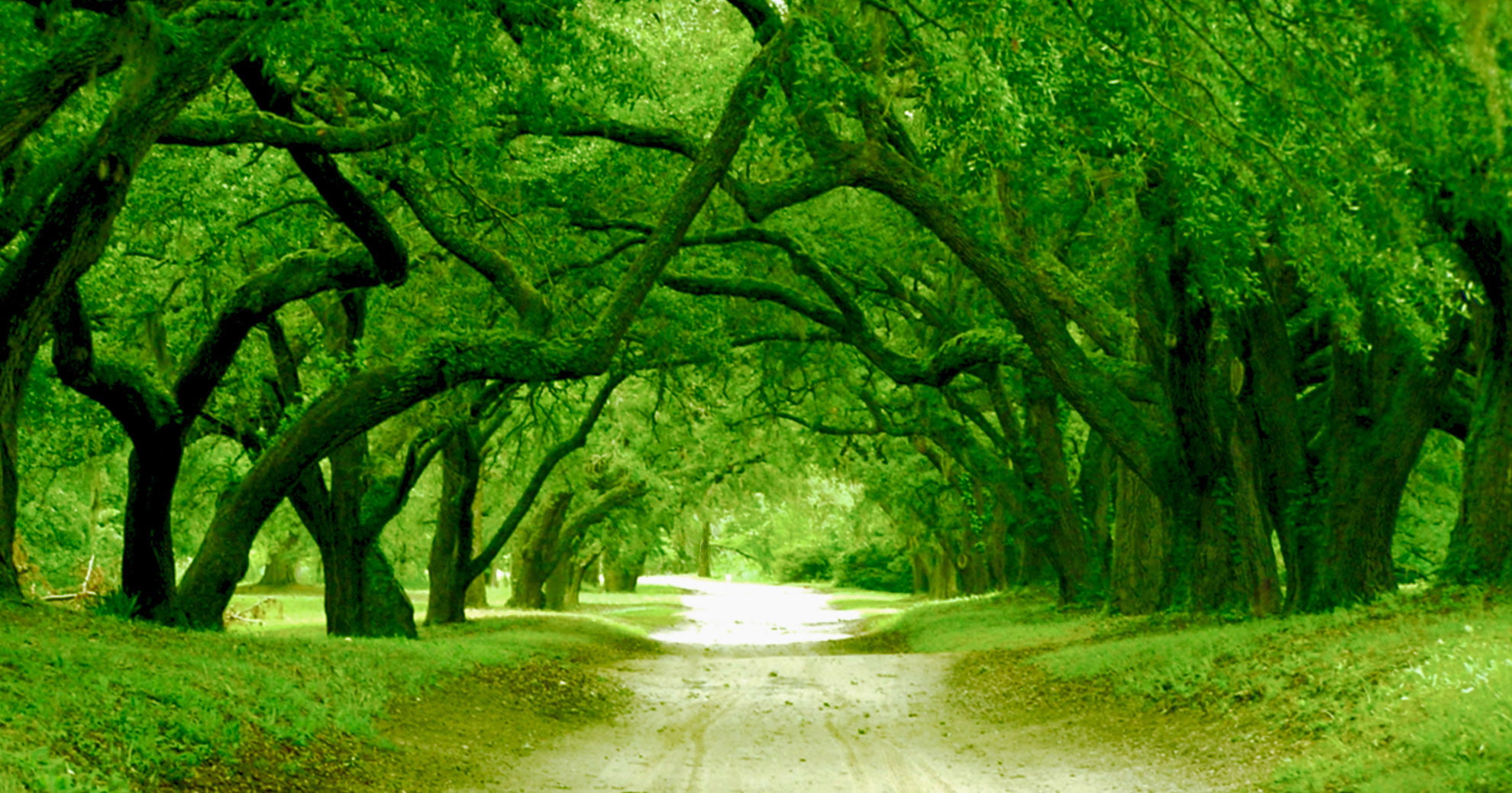 outdoors, way, NC, mine, nature, Darkness, curved, street, Green, Future, 1080P, covered, Path, road, Brighter, orton, photo, trees, rural Scene, green Color, HD Wallpaper
