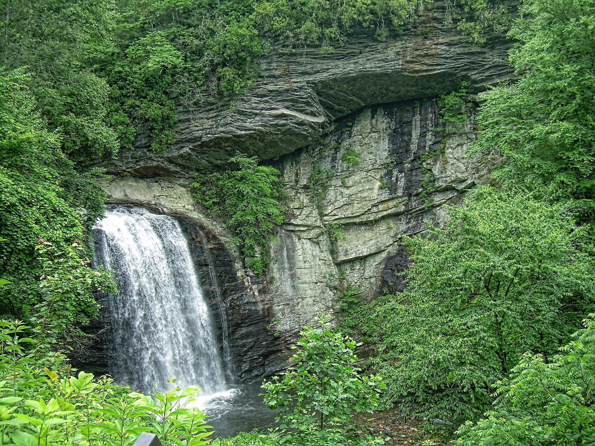 low angle view, forest, tree, waterfall, beauty in nature, day, plant, motion, national, land, north, growth, foliage, pisgah forest, no people, carolina, HD Wallpaper