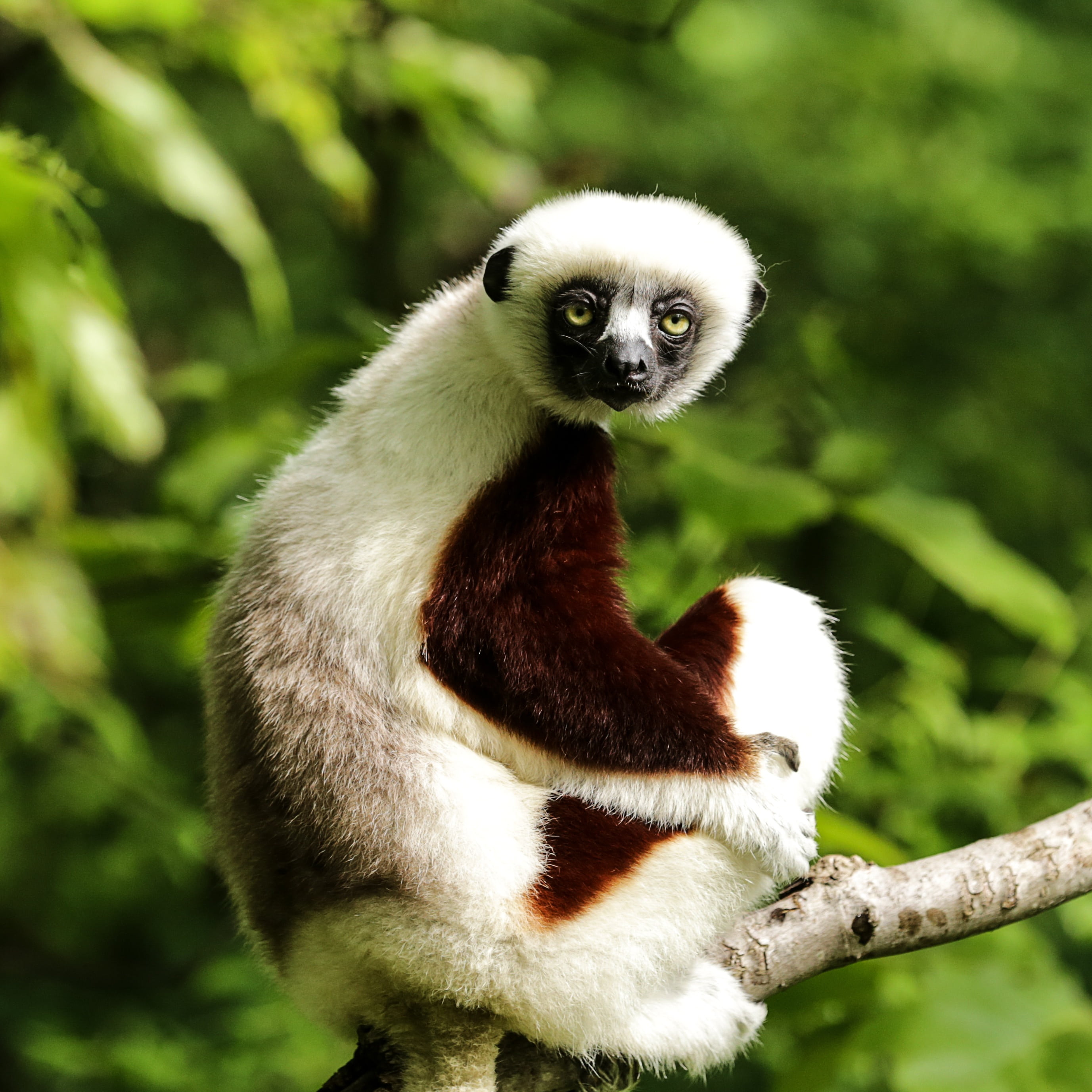 coquerels sifaka, tree, animal wildlife, mammal, duke lemur center, looking at camera, green color, 2K, sifaka, branch, portrait, primate, durham nc, focus on foreground, Phone HD Wallpaper