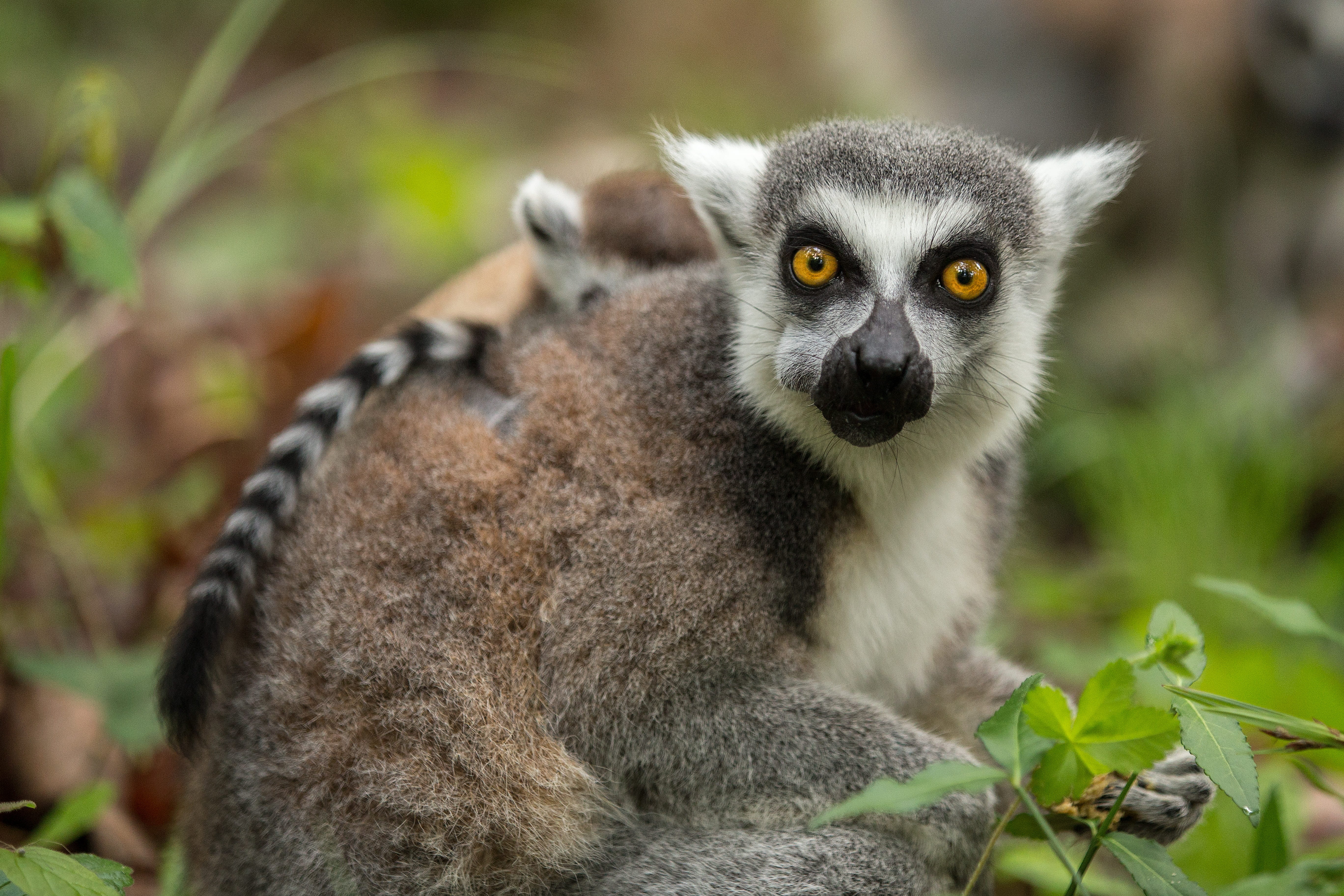 close-up, sitting, ring-tailed lemur, plant part, nature, 5K, mother and baby, lemur, durham nc, animals in the wild, mammal, leaf, animal wildlife, duke lemur center, HD Wallpaper