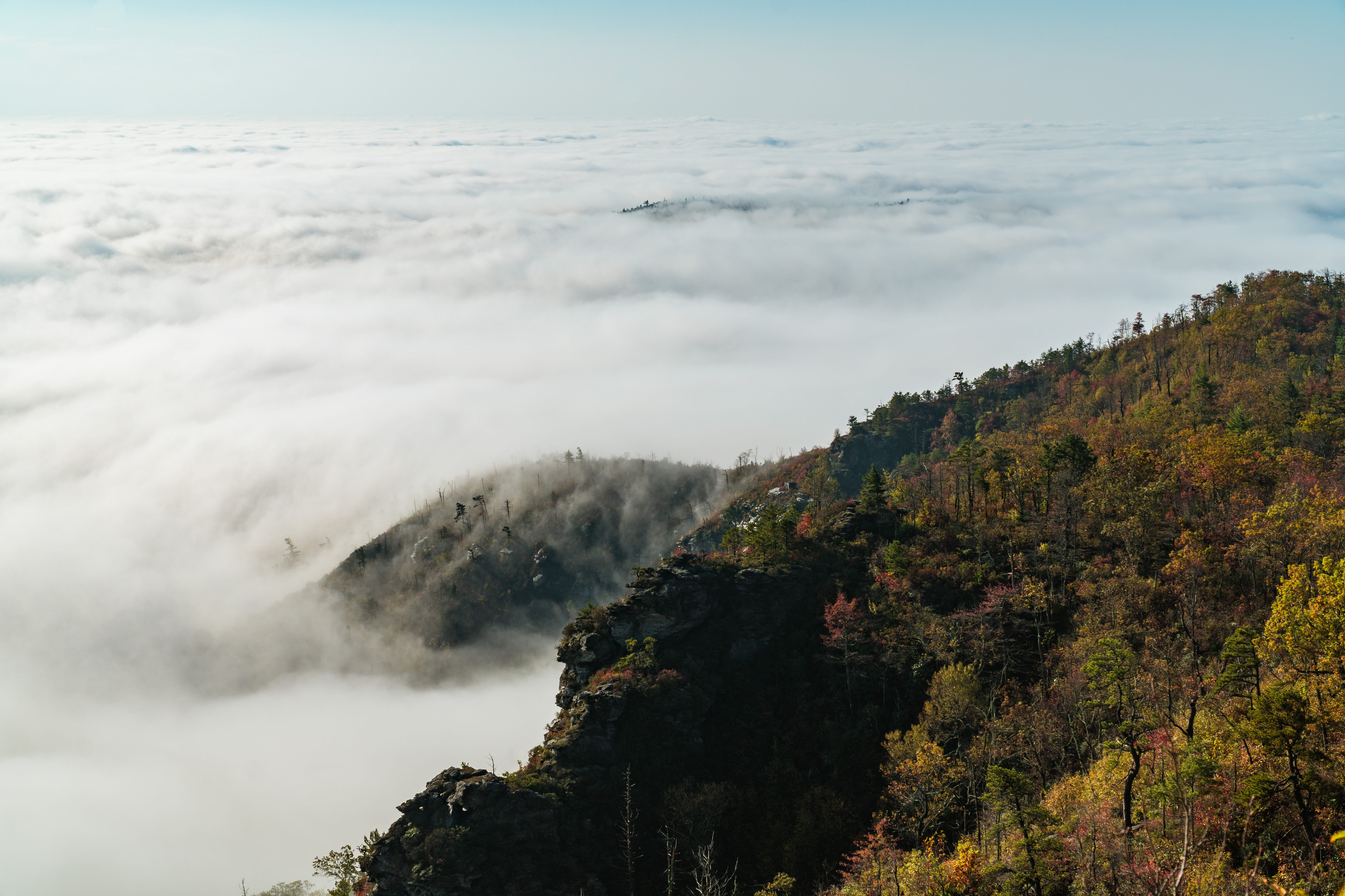 forest, coniferous tree, morning, fall, nc, mountain top, hiking, land, tranquility, fog, tranquil scene, nature, 5K, sky, above the cloud, tree, daytime, HD Wallpaper