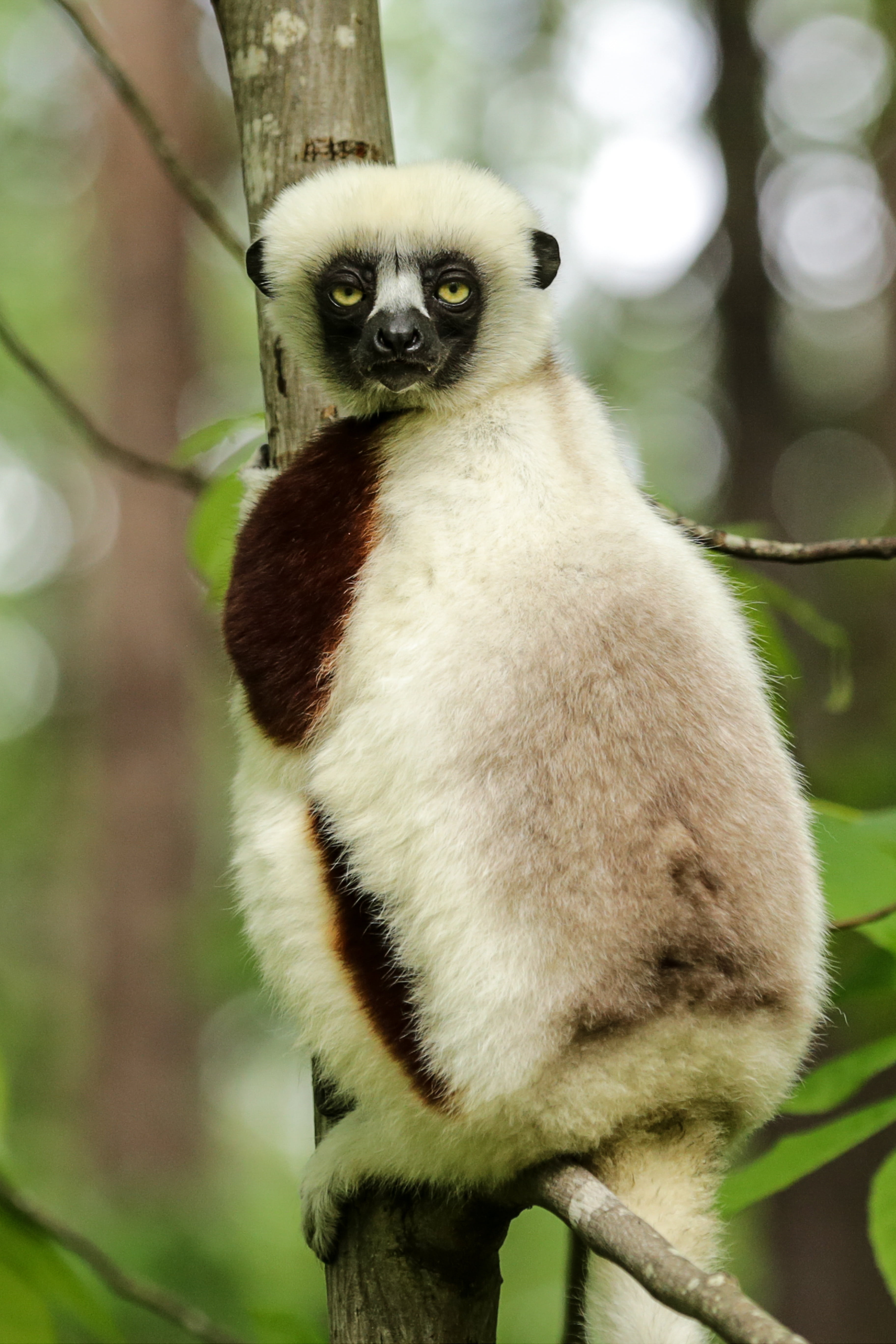 mammal, focus on foreground, duke lemur center, branch, propithecus coquereli, no people, sifaka, lemur, day, plant, animal, looking, forest, close-up, Phone HD Wallpaper