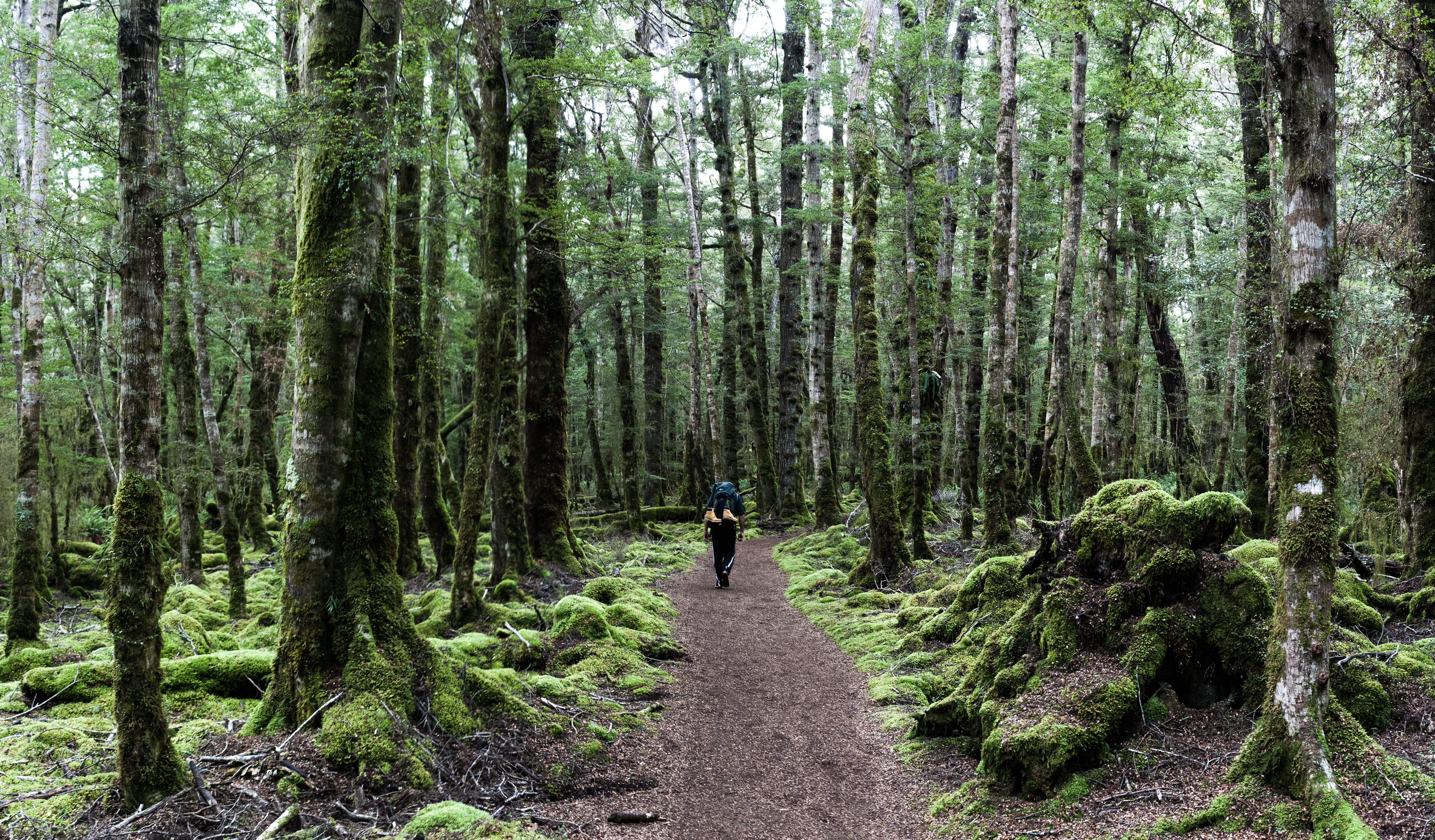 day, land, rear view, growth, leisure activity, beauty in nature, path, non-urban scene, full length, the way forward, new zealand, tree trunk, trunk, green, HD Wallpaper