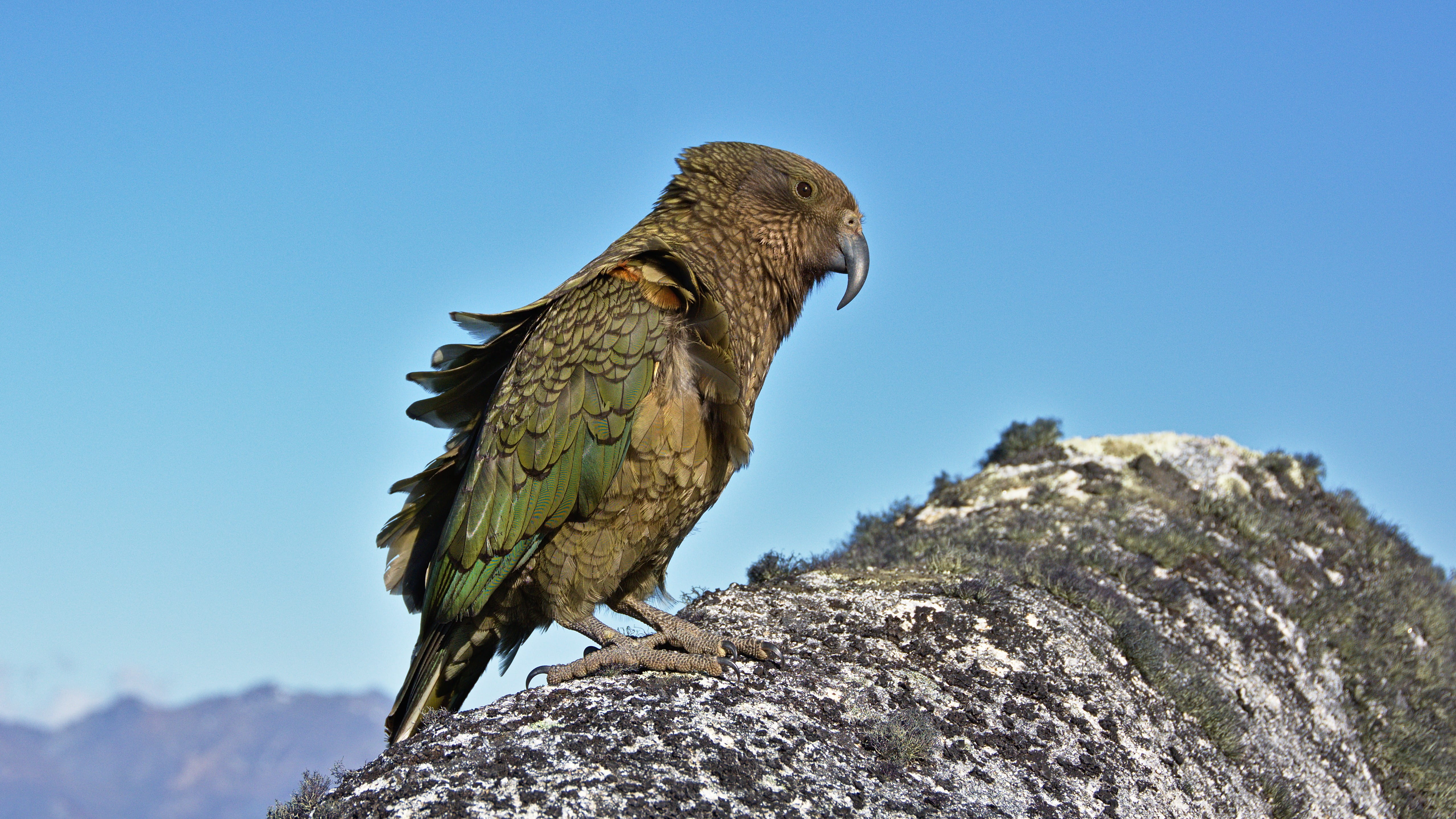 new zealand, nature, granite, no people, mountain, lake manapouri, low angle view, sand, bird, 4K, rock - object, bird of prey, boulders, mountain peak, HD Wallpaper
