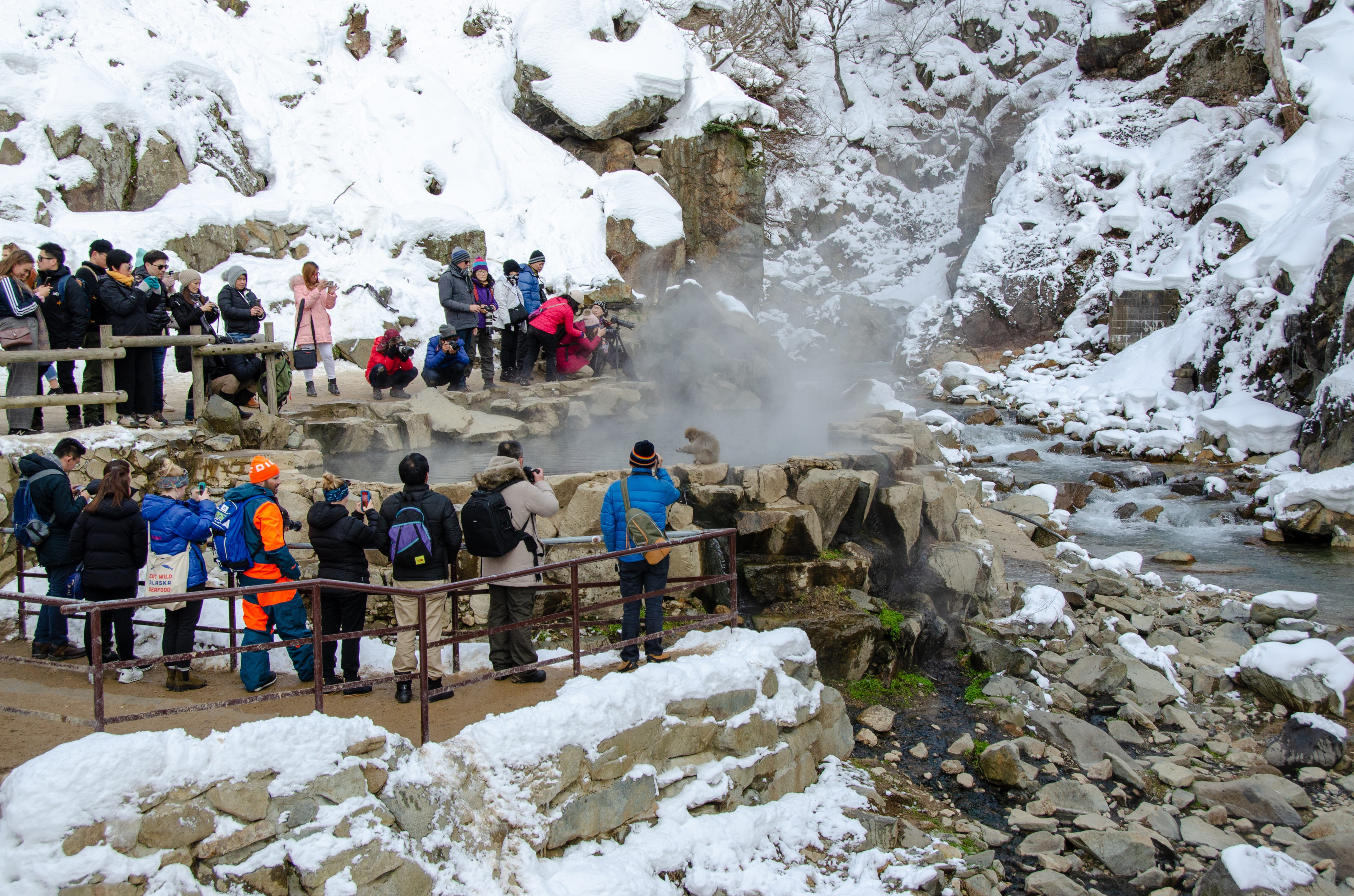 holiday, wildlife, onsen, jigokudani snow monkey park, real people, winter, day, adult, cold temperature, touristy, snow, tourists, crowd, attraction, large group of people, HD Wallpaper