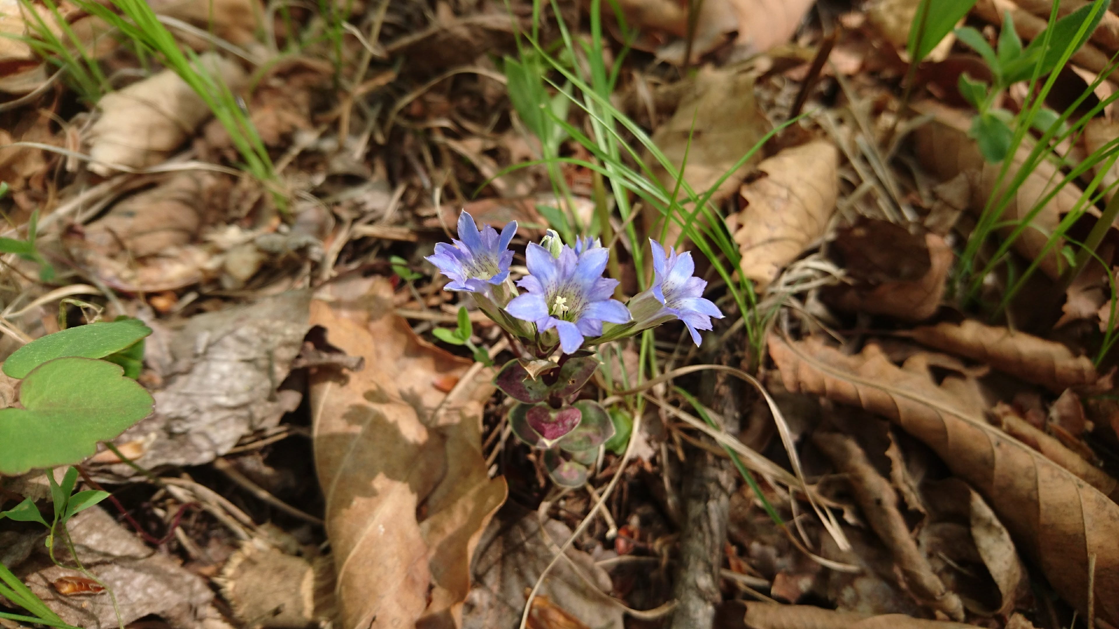 flower, blue, purple, fallen leaves, focus on foreground, high angle view, leaf, petal, 4K, plant, yellow leaves, spring, leaves, litter, outdoors, no people, HD Wallpaper