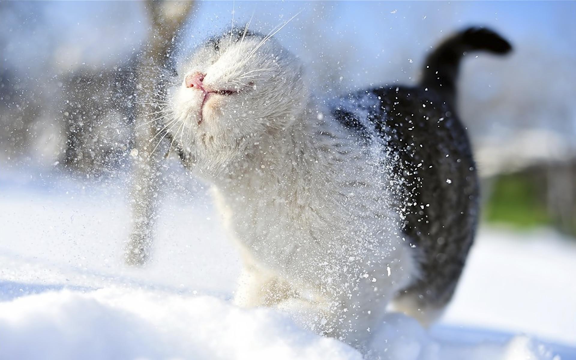 snow, adorable, lovely, funny, kitty, shaking, 1080P, winter, cat, animals, kitten, cute, HD Wallpaper
