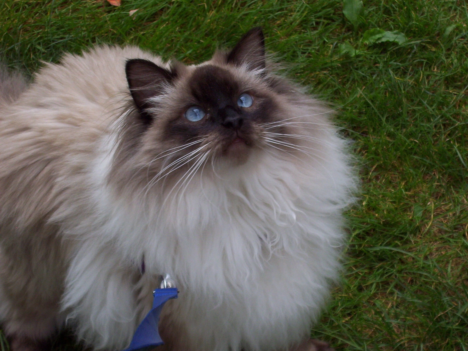720P, cute, cat, ragdoll, HD Wallpaper