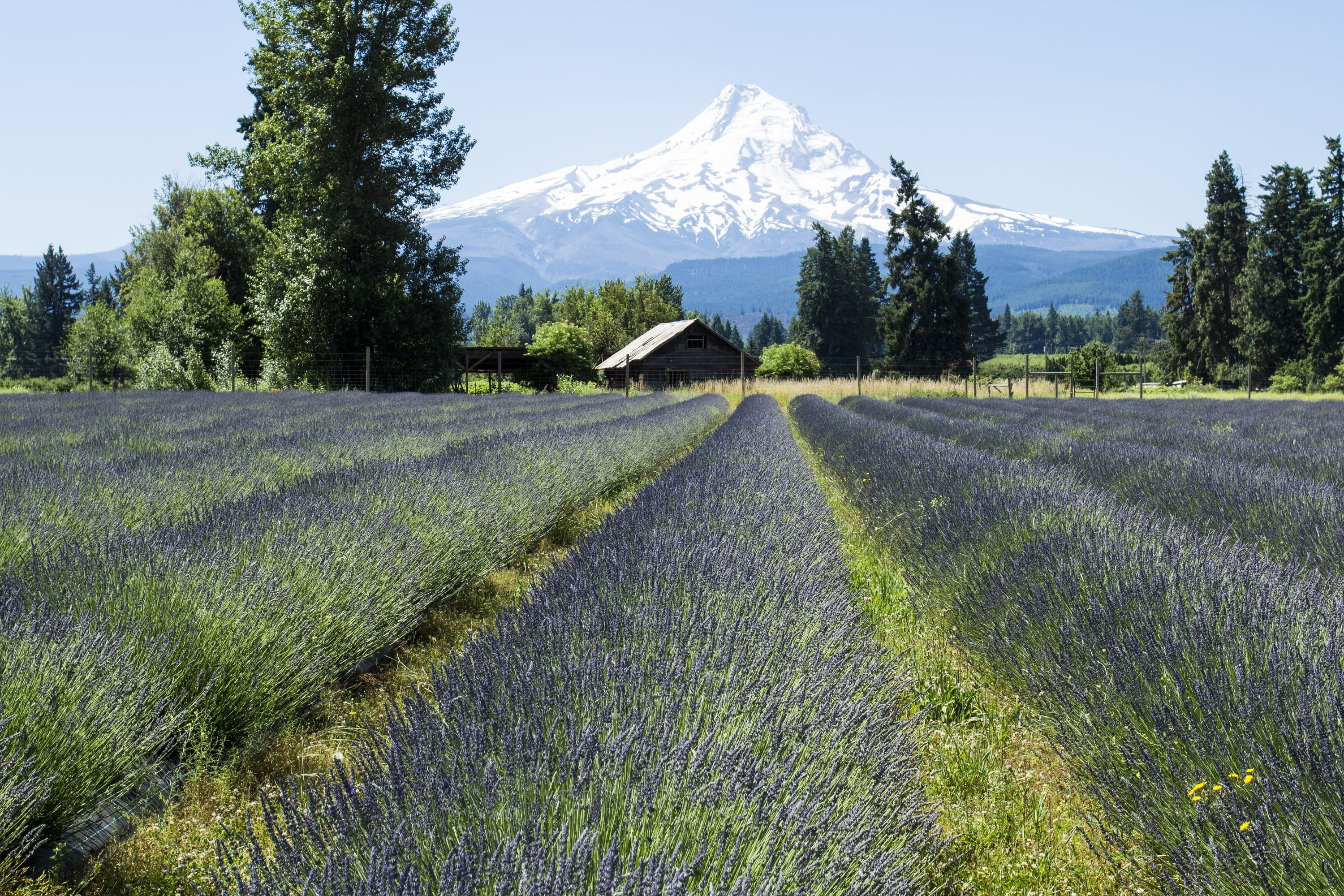 field, lavender valley, beauty in nature, tree, tranquil scene, snow, diminishing perspective, nature, farm, plants, land, purple, landscape, oregon, day, HD Wallpaper