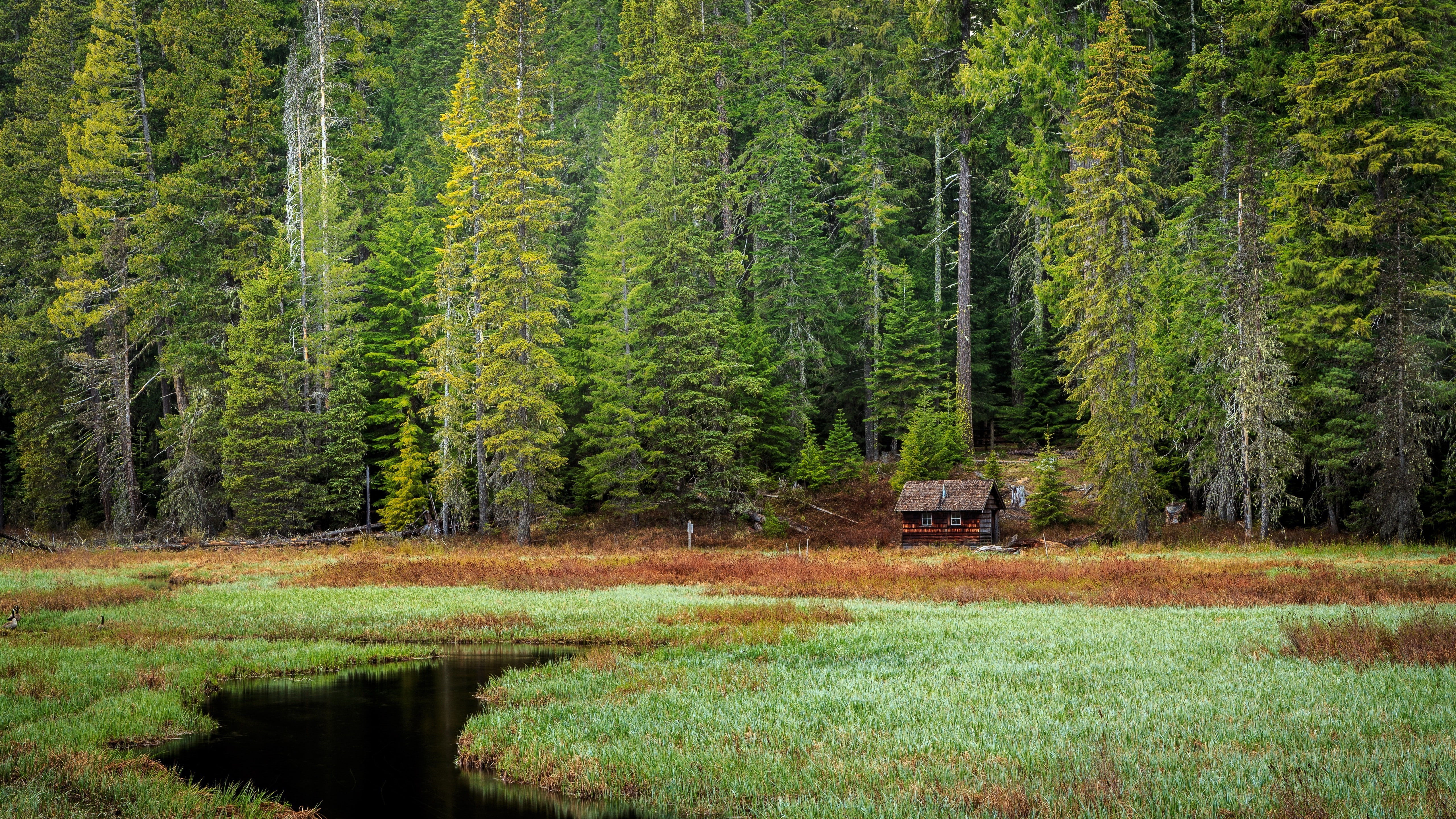nature, environment, coniferous tree, tree, forest, non-urban scene, woodland, landscape oregon mount hood, water, scenics - nature, pine tree, plant, no people, HD Wallpaper