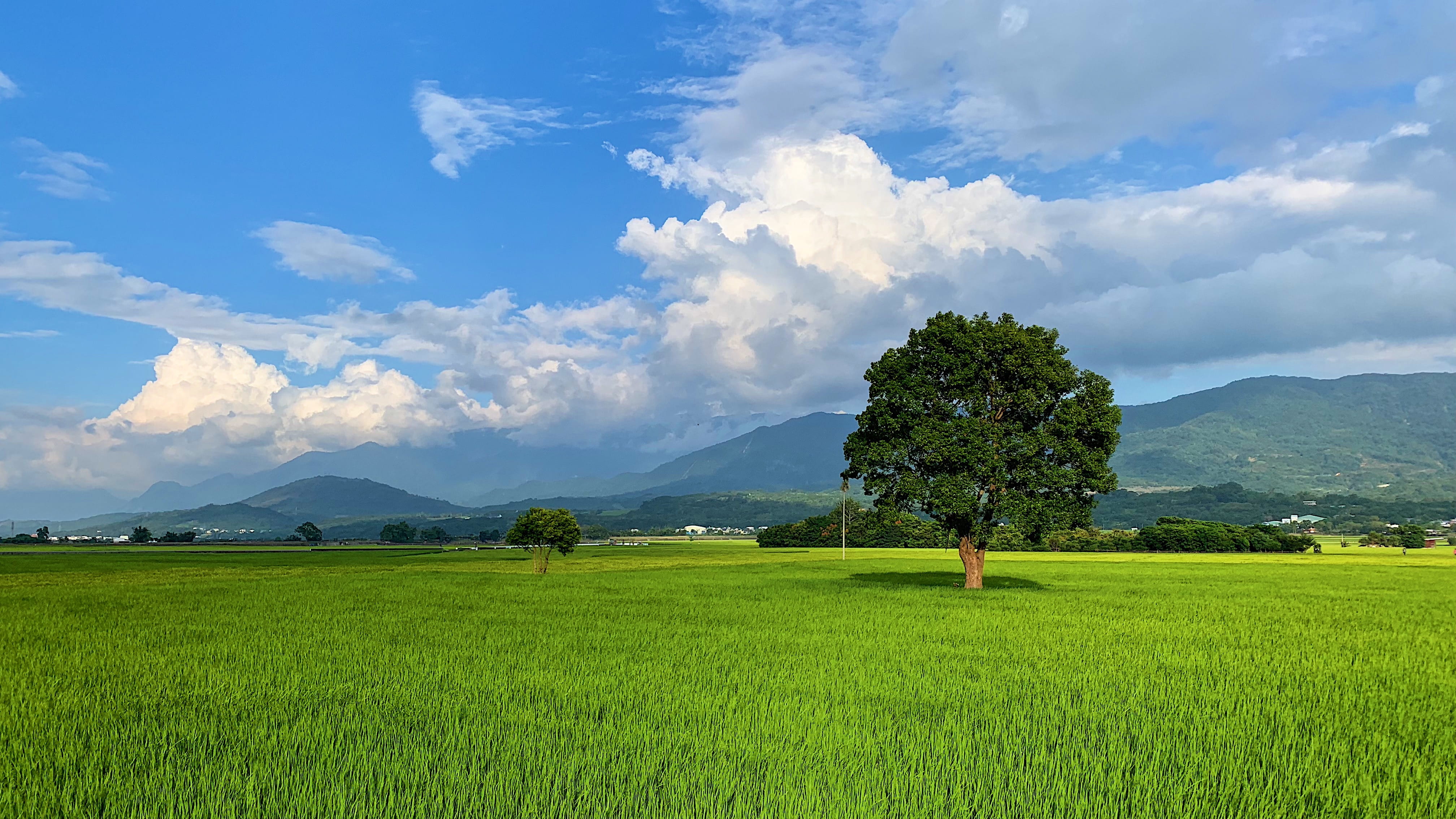rural scene, 958, taiwan, tree, growth, cloud - sky, scenics - nature, no people, chishang township, plantation, day, green color, tranquil scene, 4K, HD Wallpaper