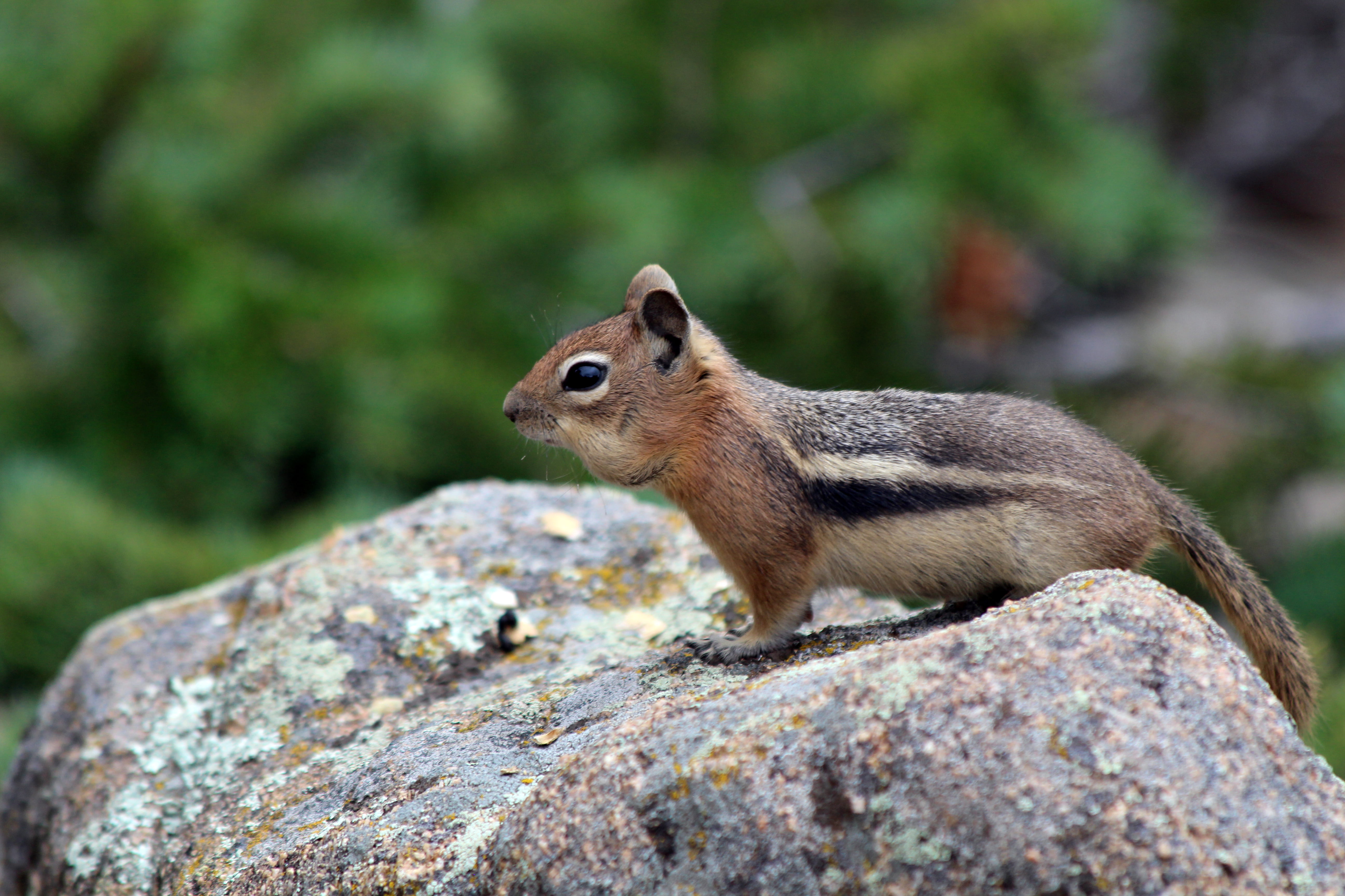 nature, 5K, outdoors, stone, estes, brown, forest, rodent, Estes Park  Colorado, animal, Aerial Tramway, brown stone, wildlife, colorado, squirrel, Chipmunk, HD Wallpaper