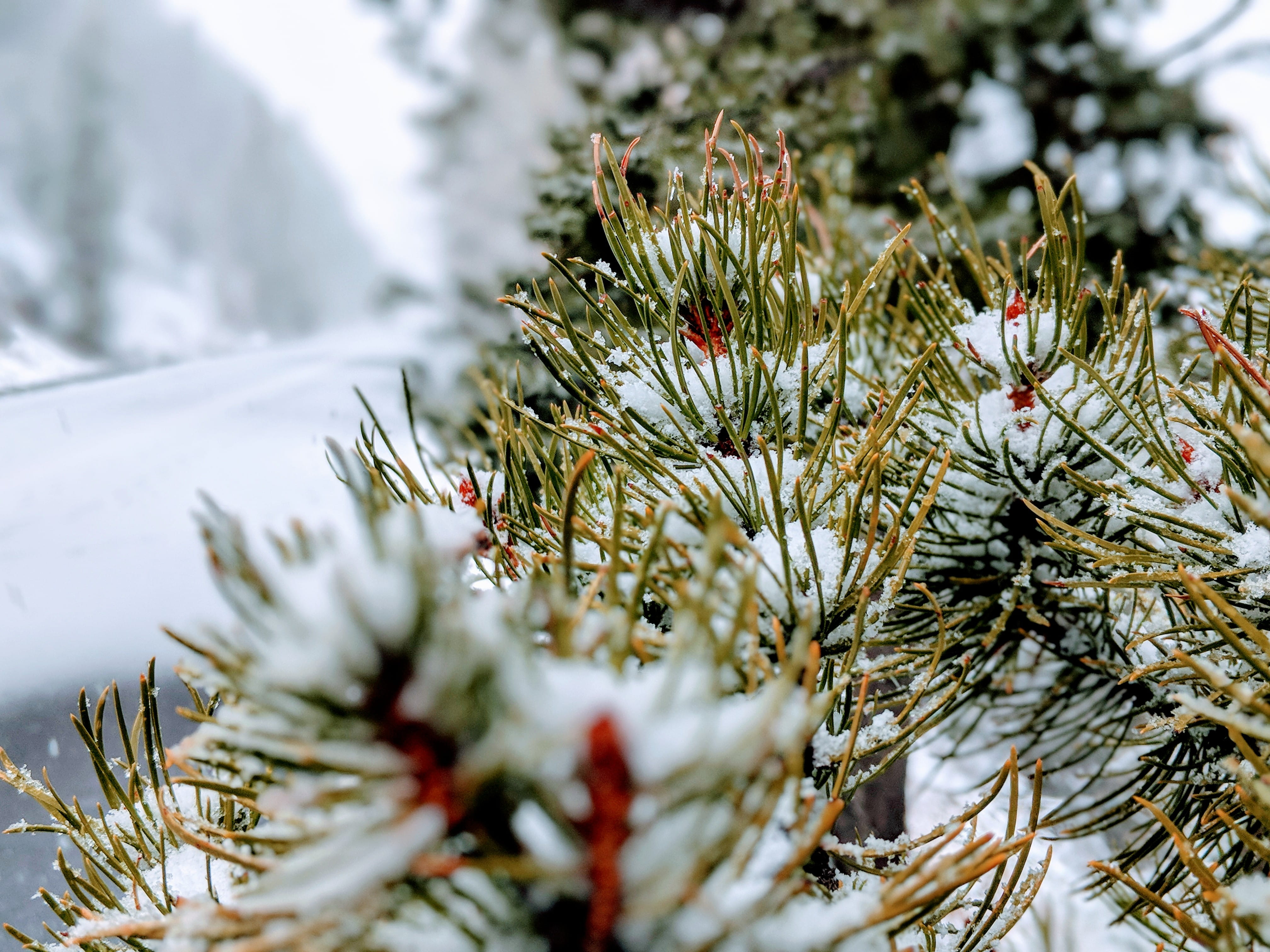 winter, frozen, united states, branch, nature, 4K, pine tree, snow, coniferous tree, growth, no people, tree, selective focus, focus on foreground, fir tree, HD Wallpaper